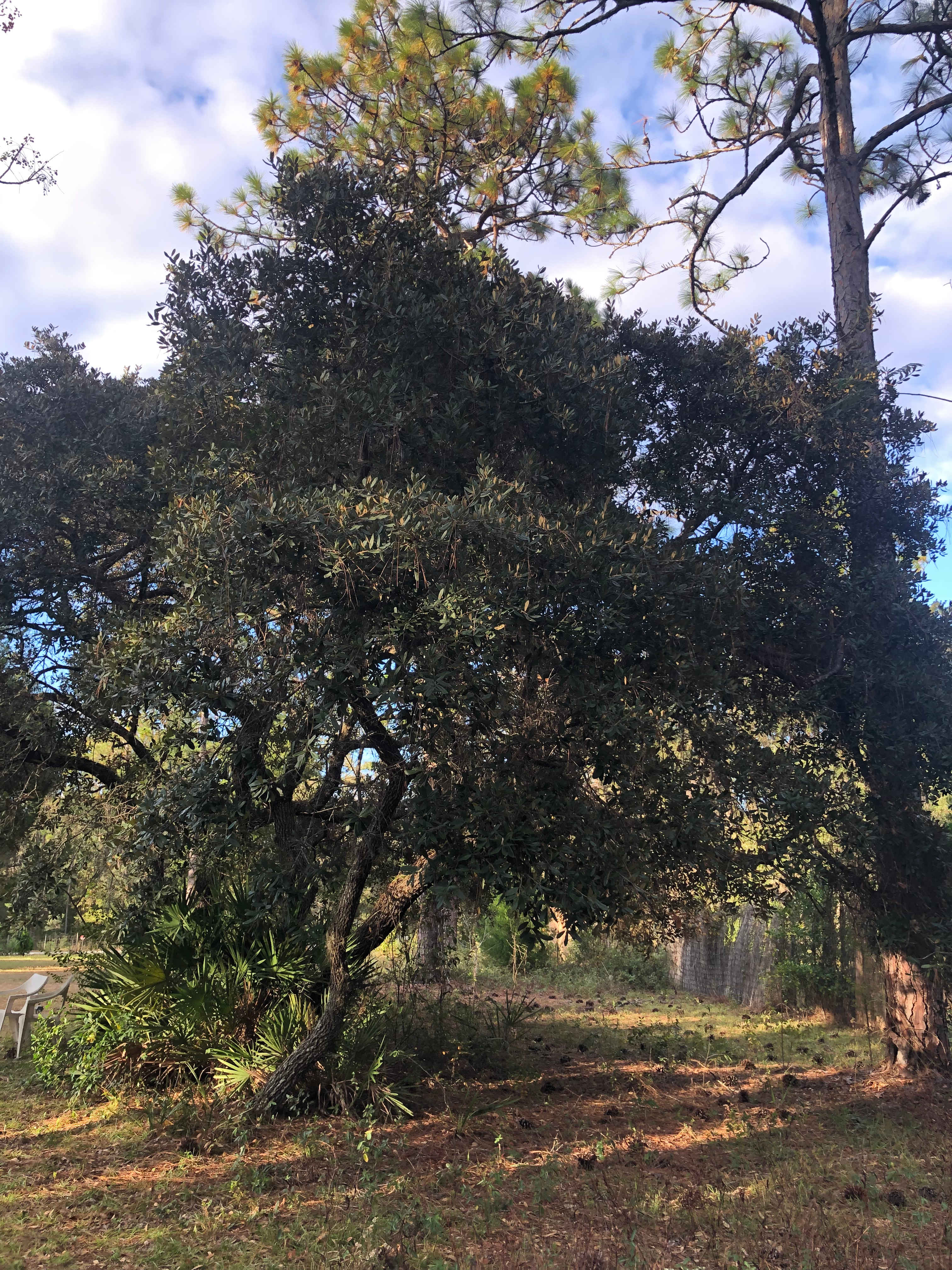 The Ashram