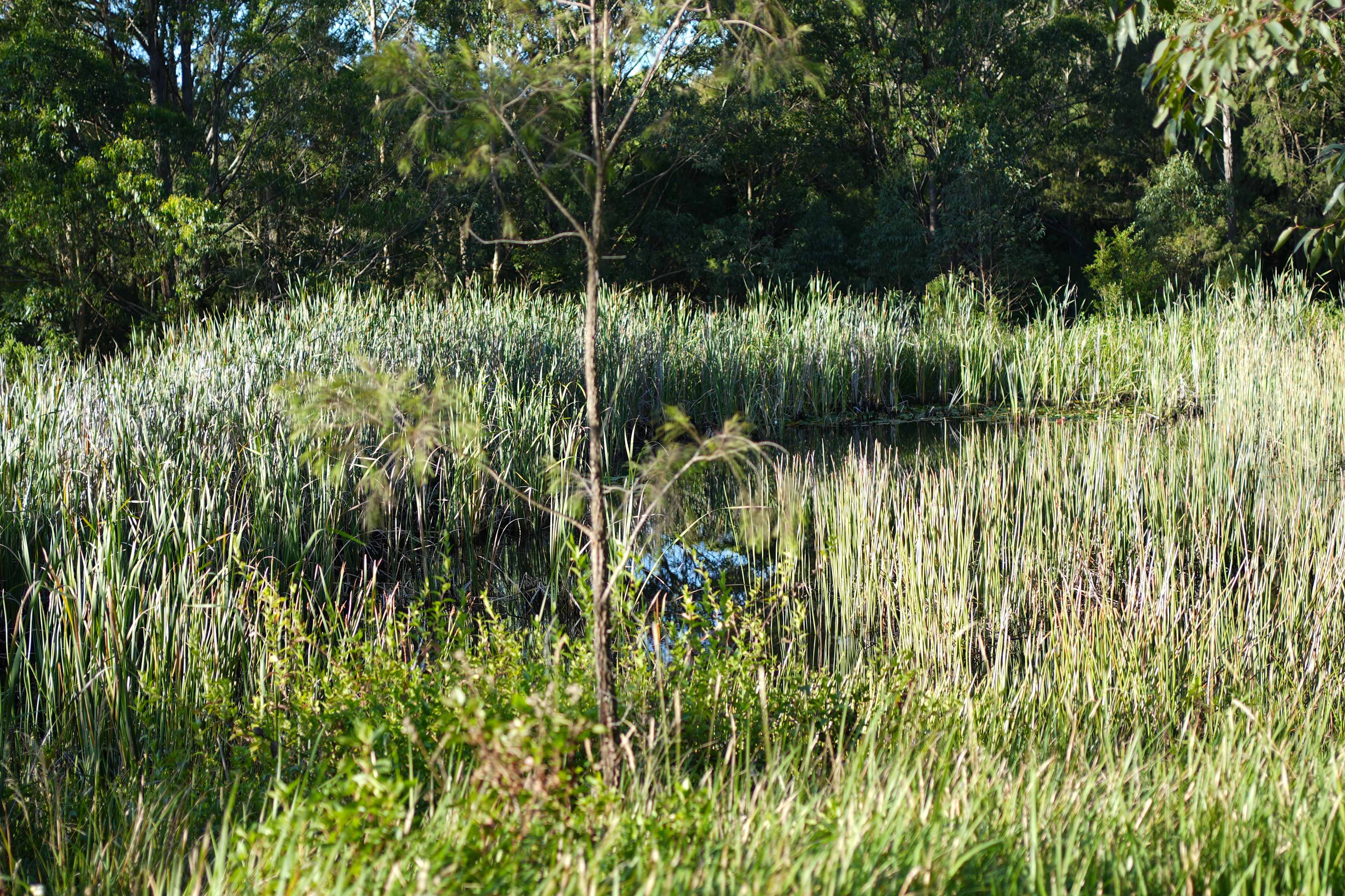 Imago Forest - Float in Clouds