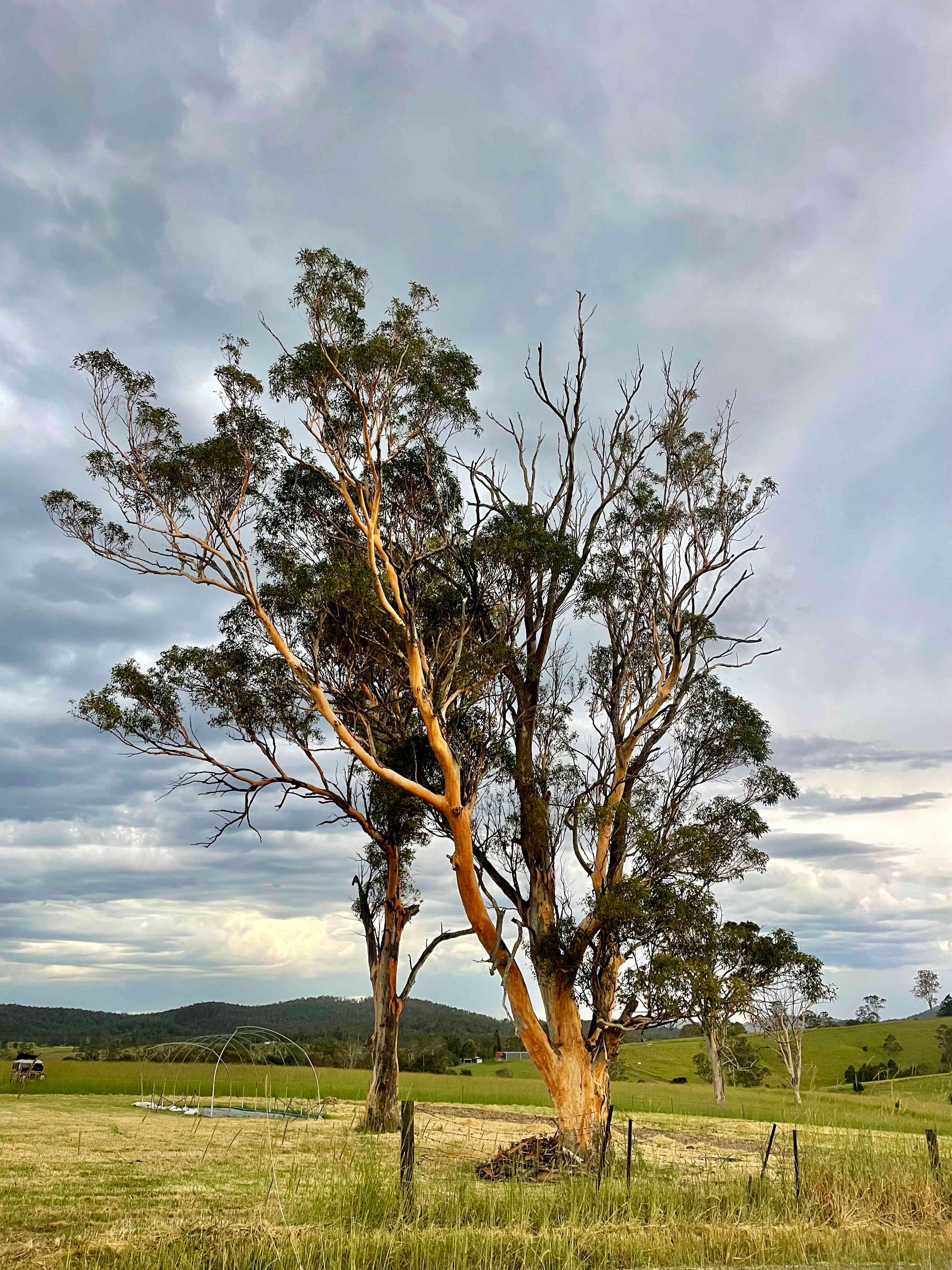 Homegrown Organics Farm