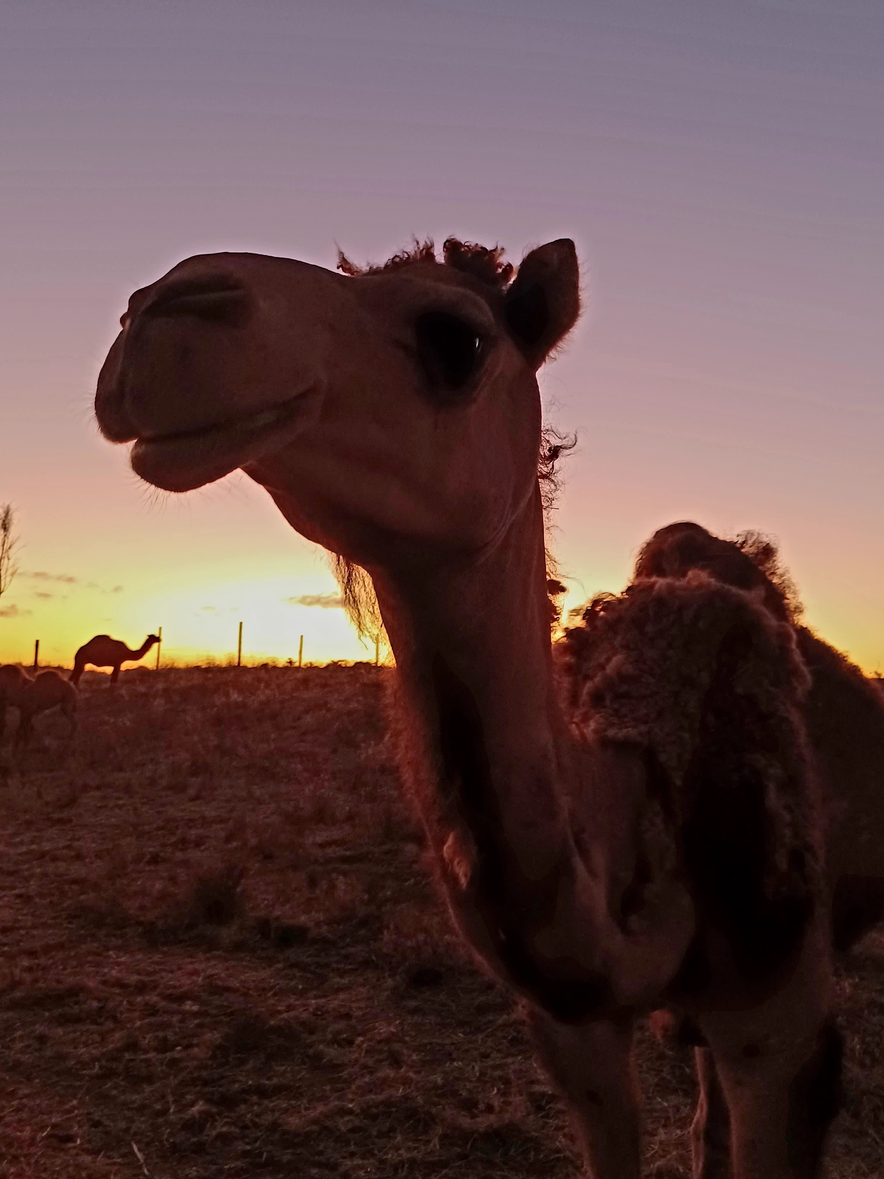 Robe Camel Farm - Self Contained Campers Only