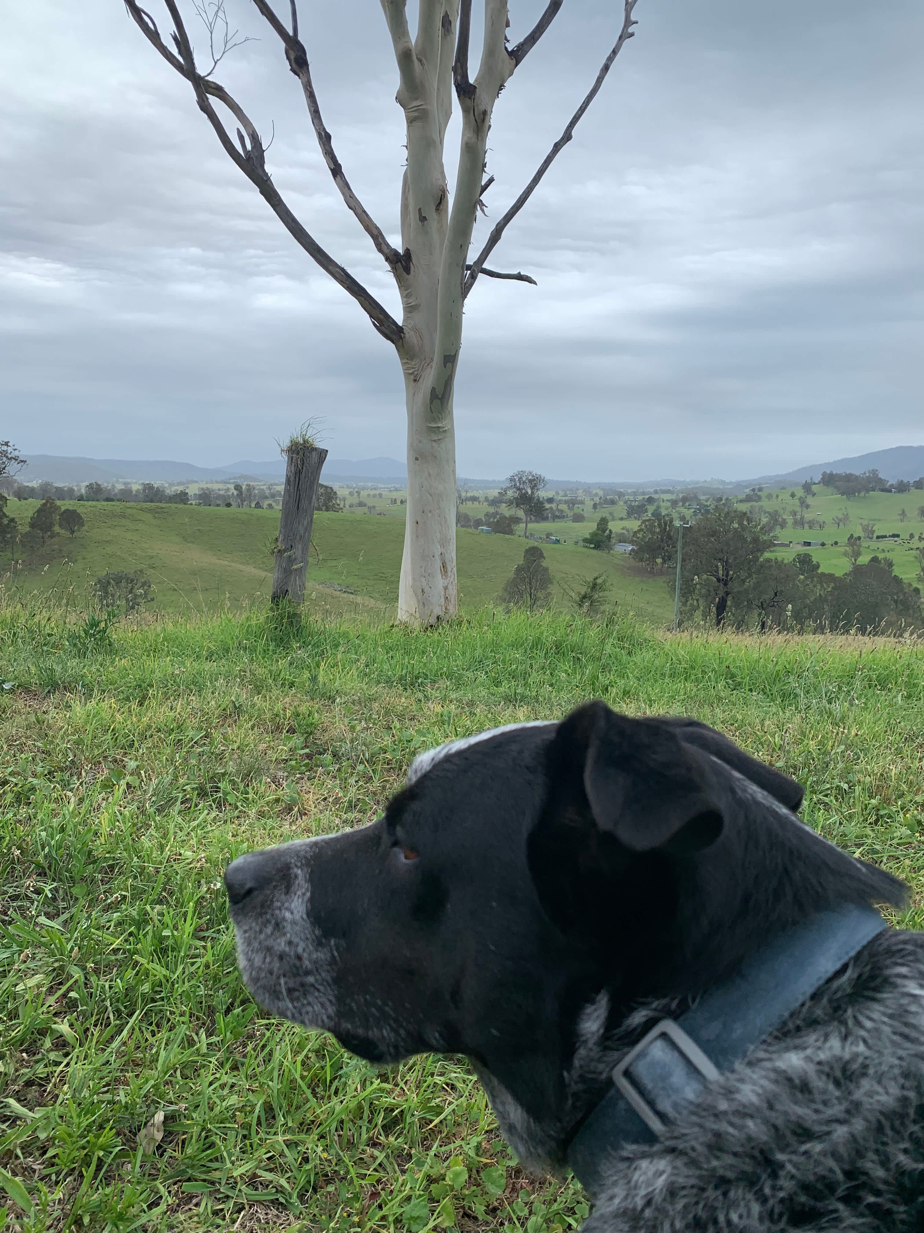 Maggie’s Farm