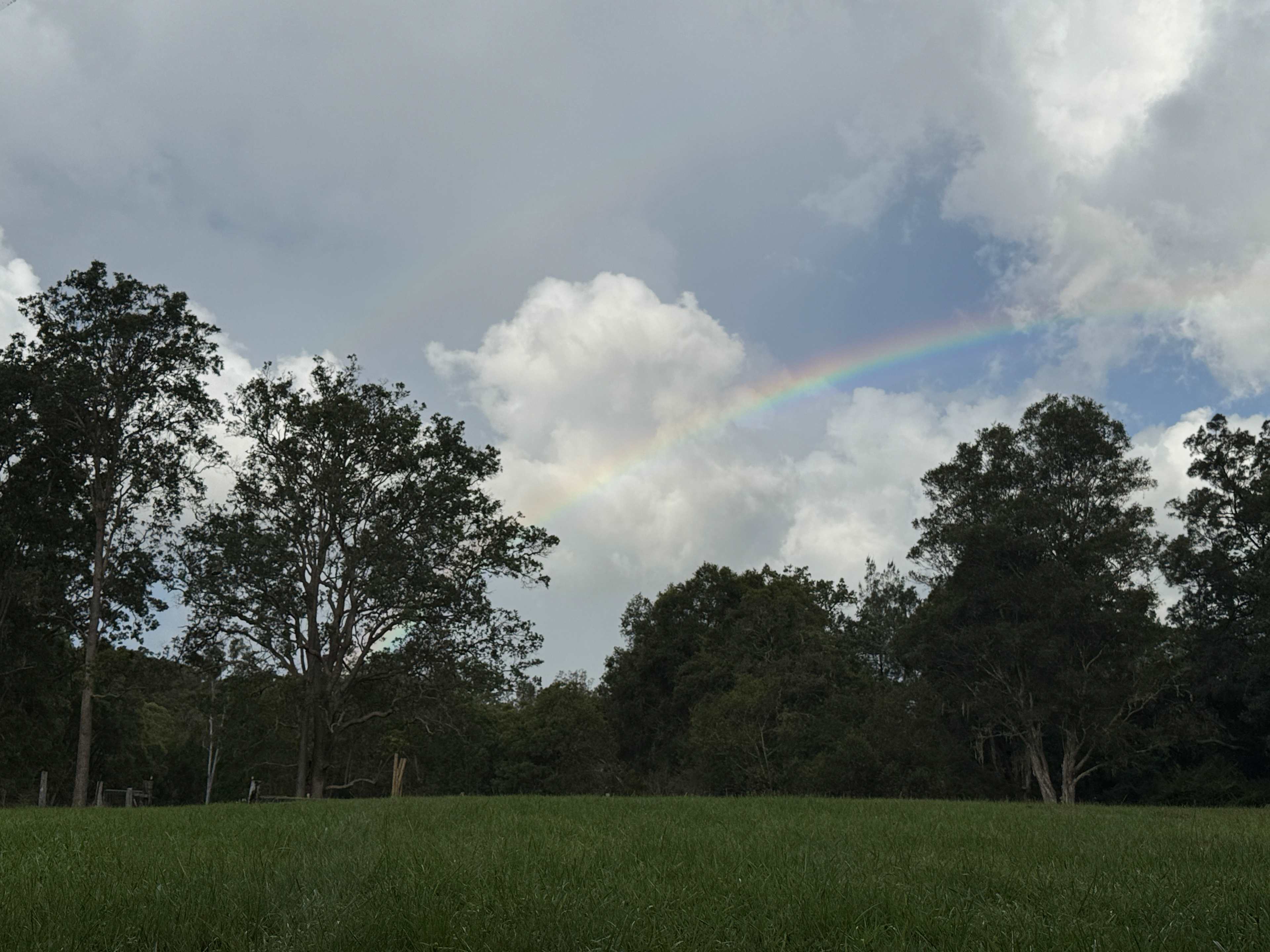 Watched the kookaburras fly from tree to tree. 