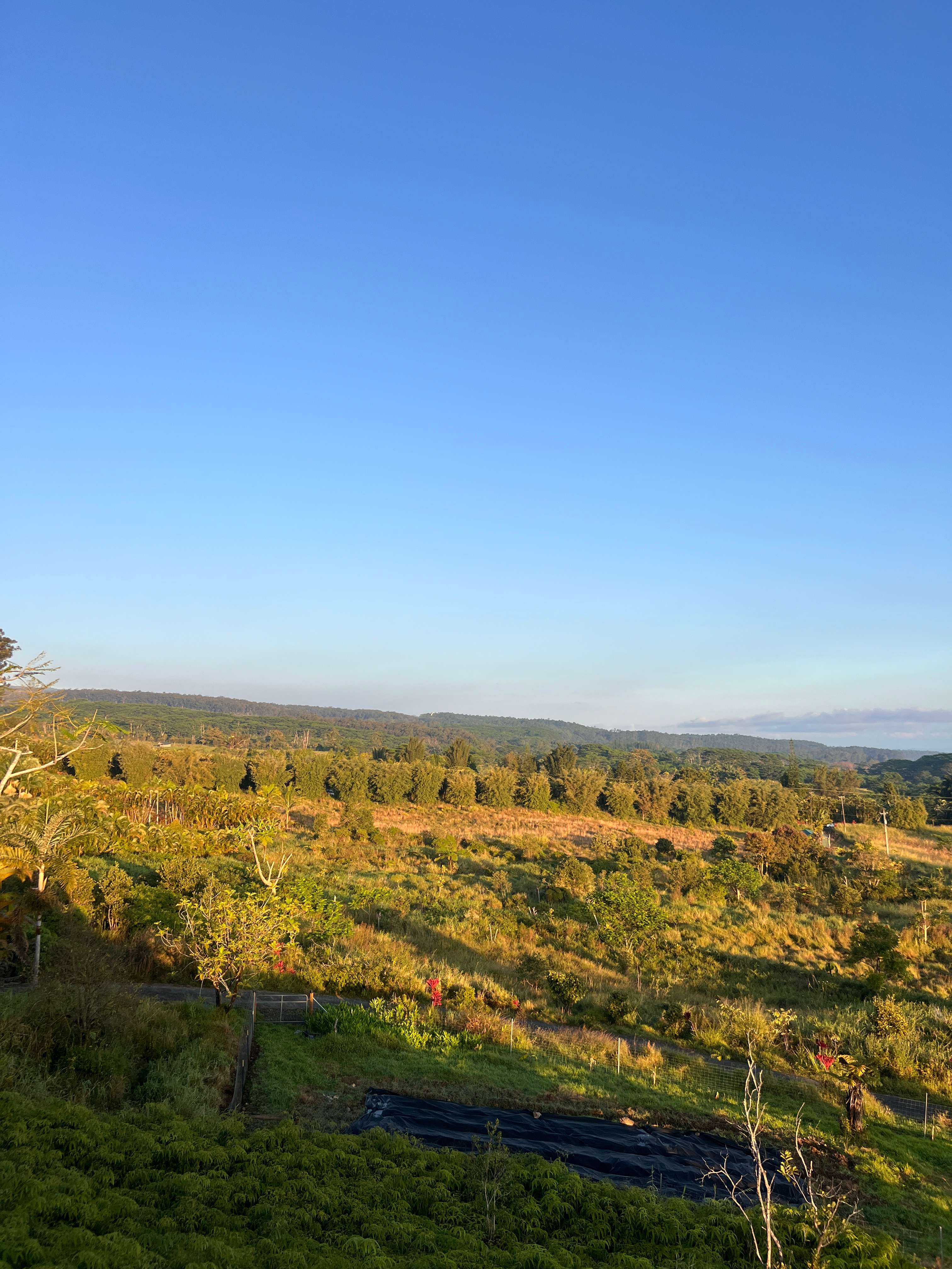 IO's NEST LOOKOUT on the Hamakua