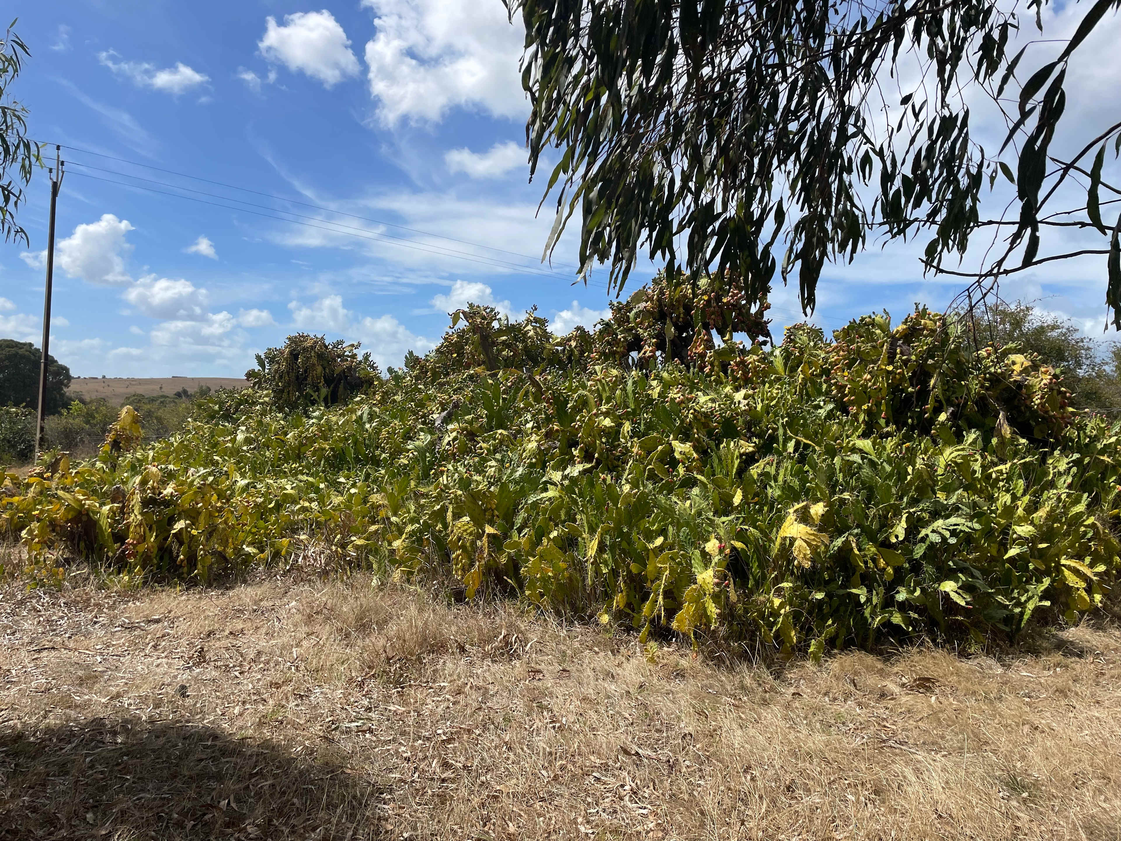 The Old Middleton Winery