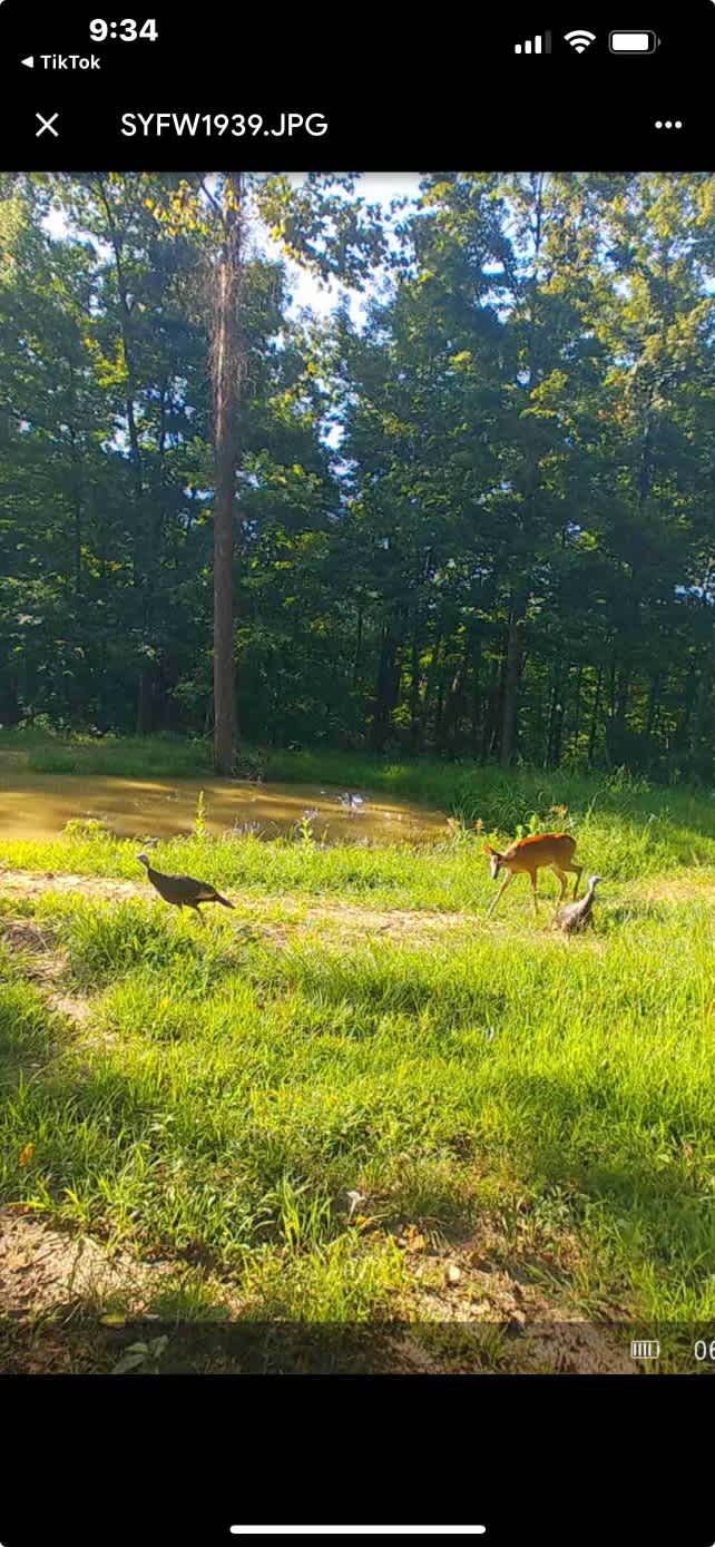 Lots of wildlife 