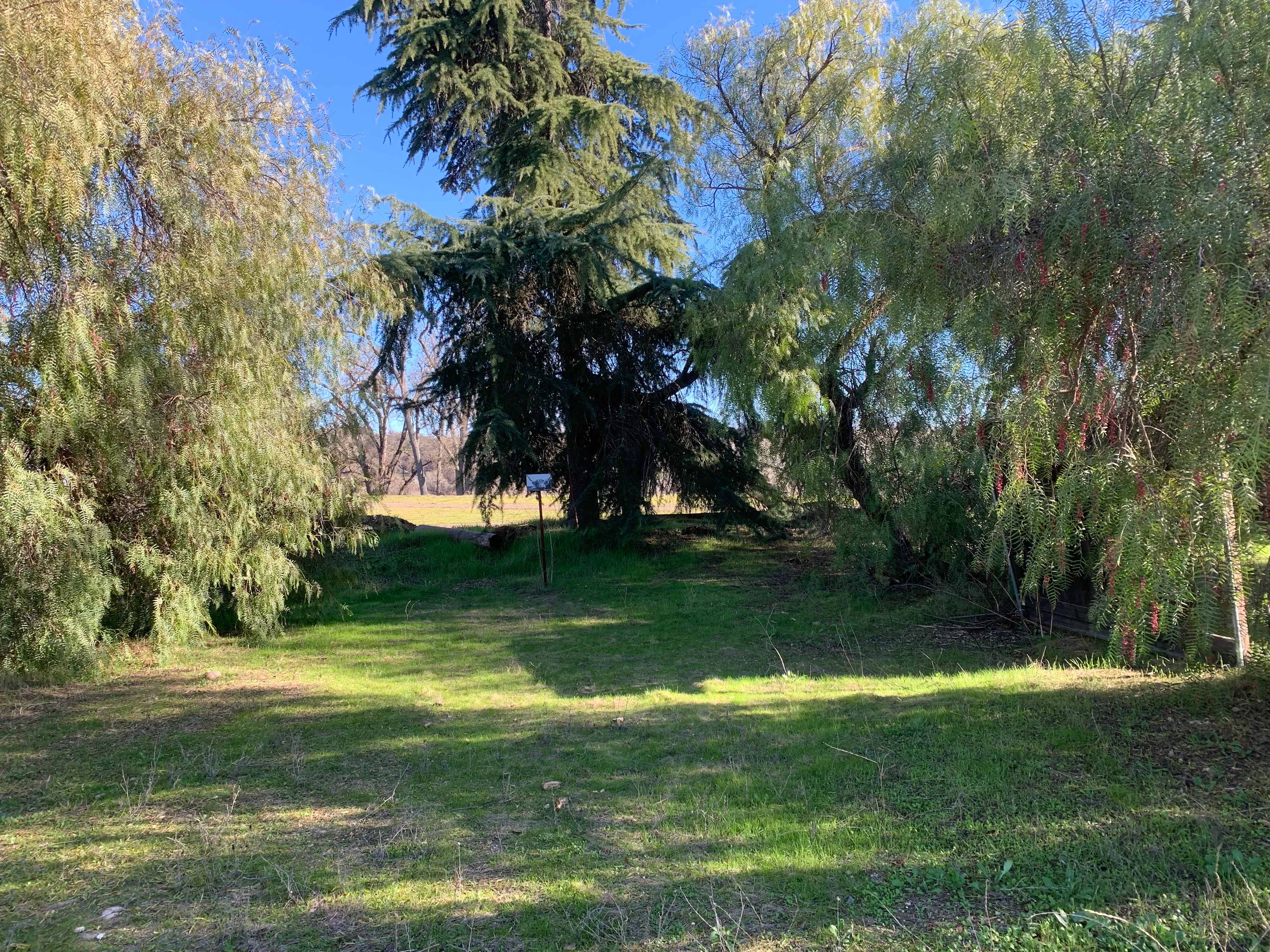 Pepper Tree Grove