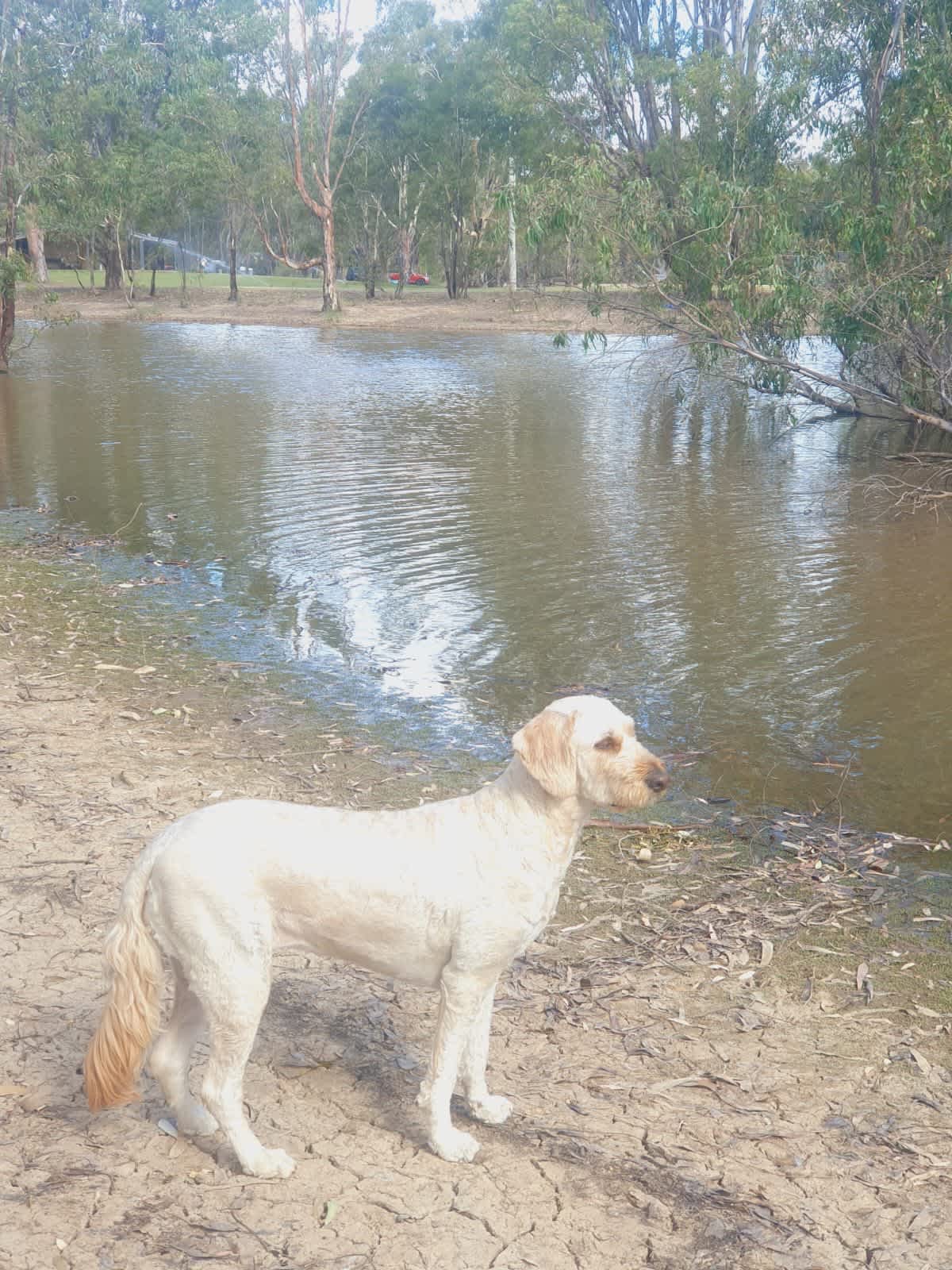 The Paddock at Ulupna