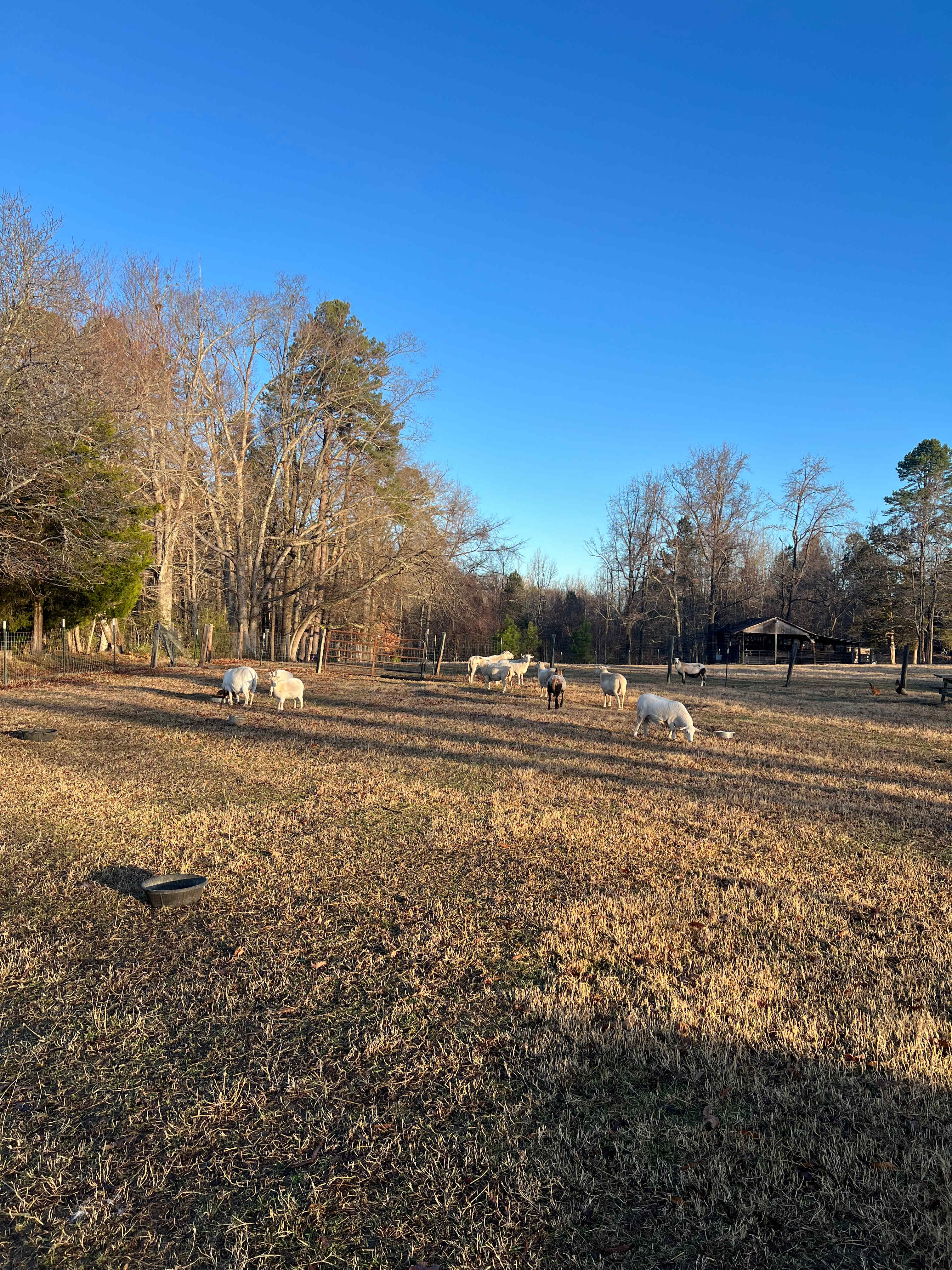 Reckless Raven Farm