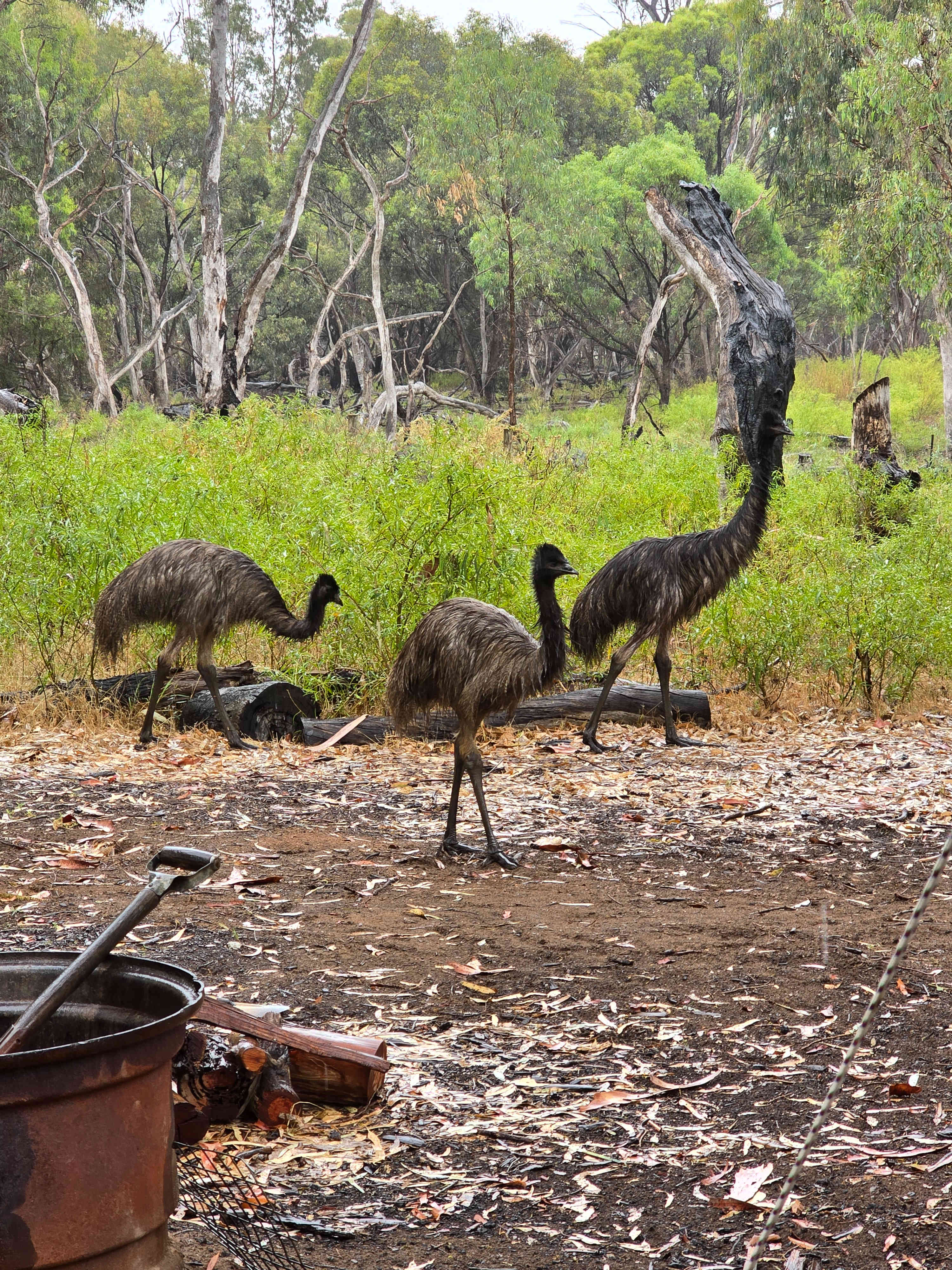 Sandalwoods by the lagoon