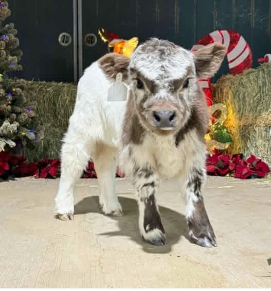 Paradise Valley Cattle Company