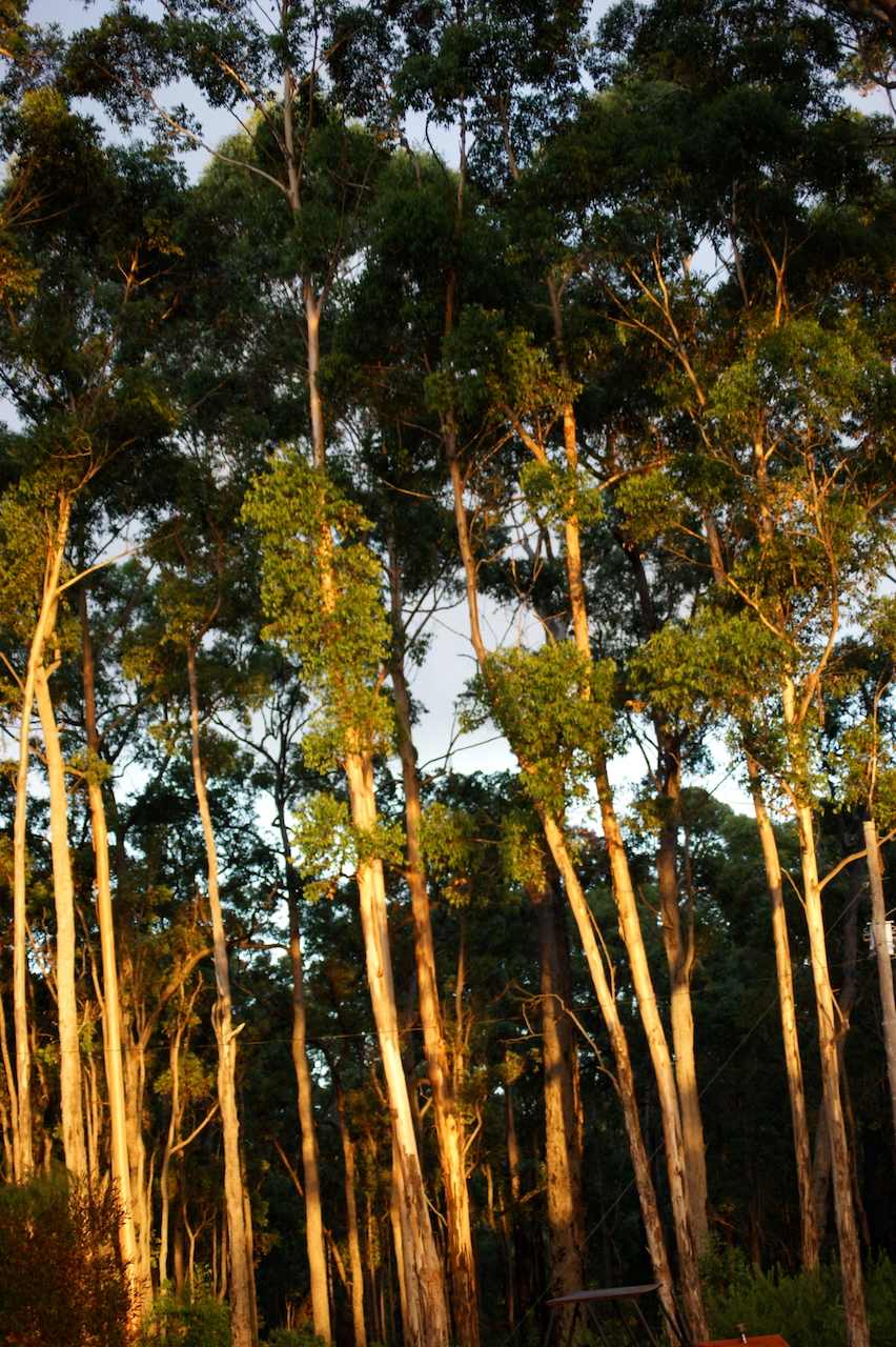 Lakeside at Running Gully