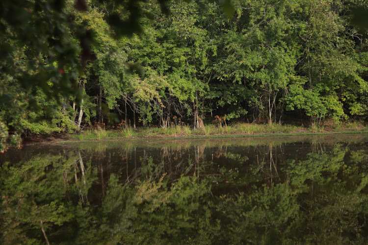 Myc’s Forest
