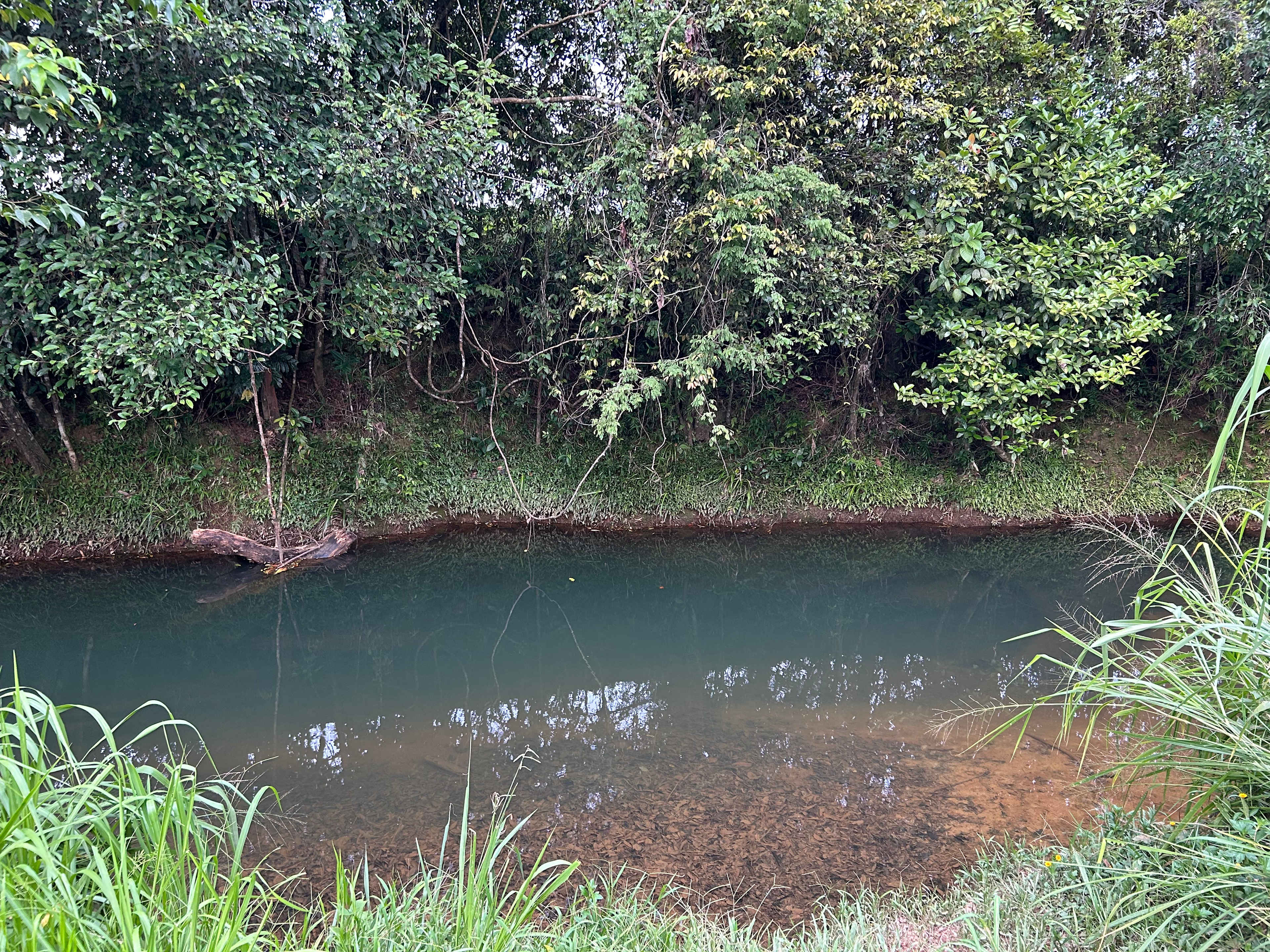 Tropical Woopen Creek Camping
