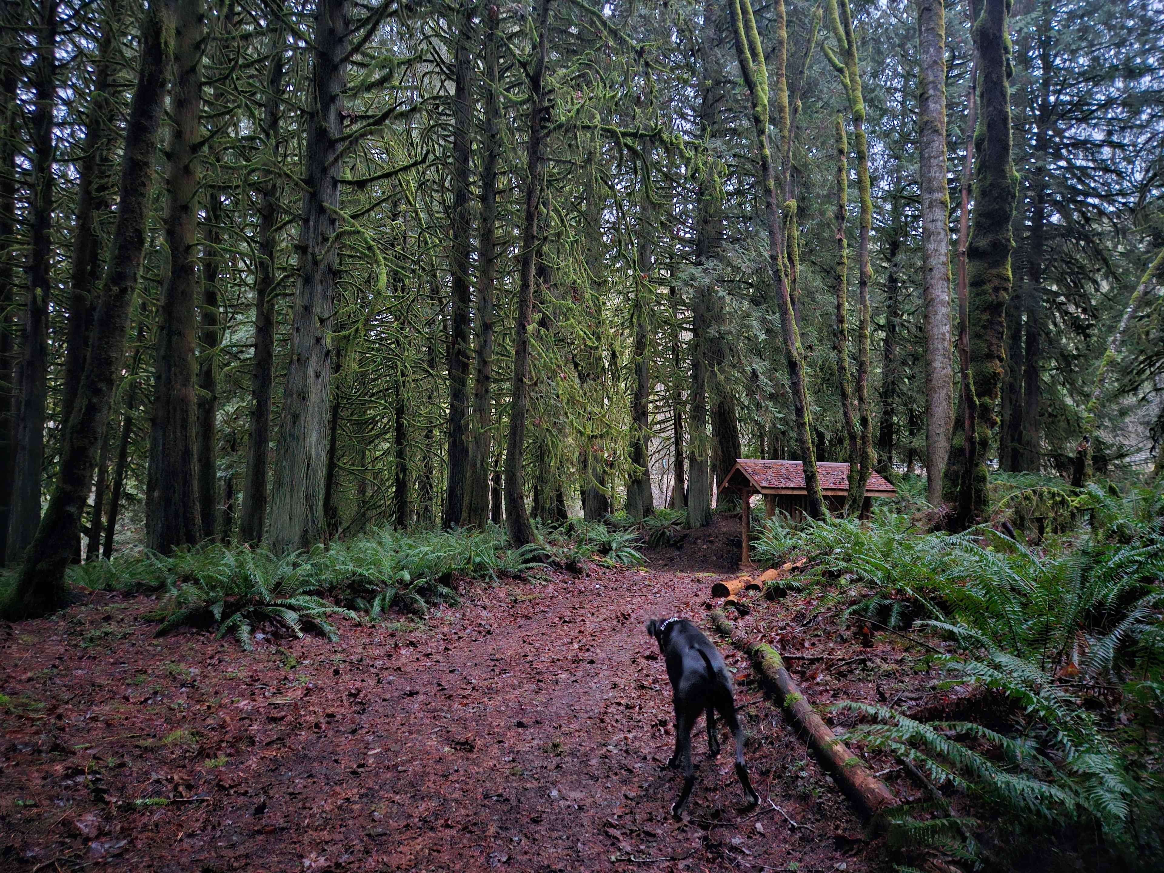 Sauk View Woods