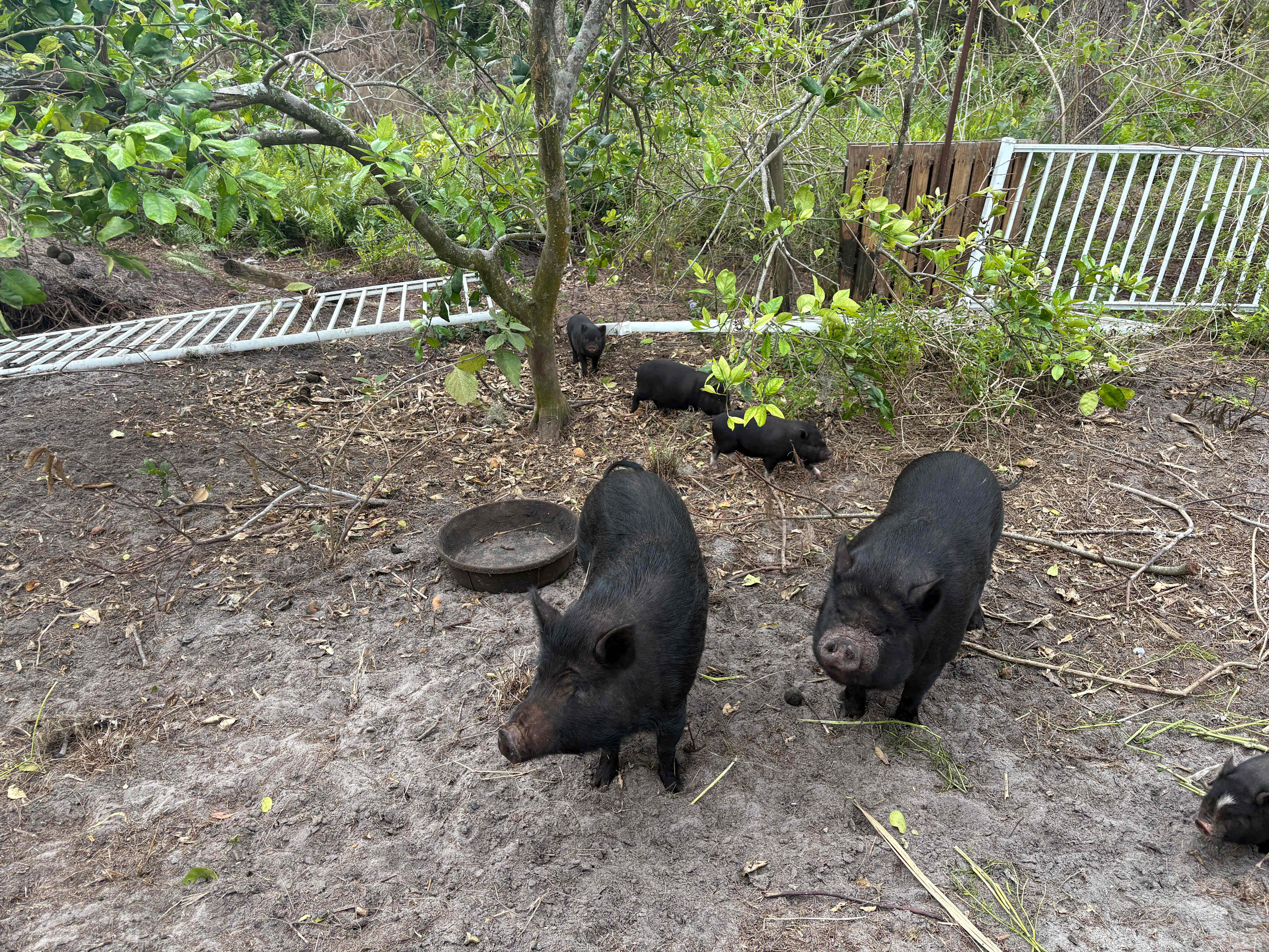 Pigs!