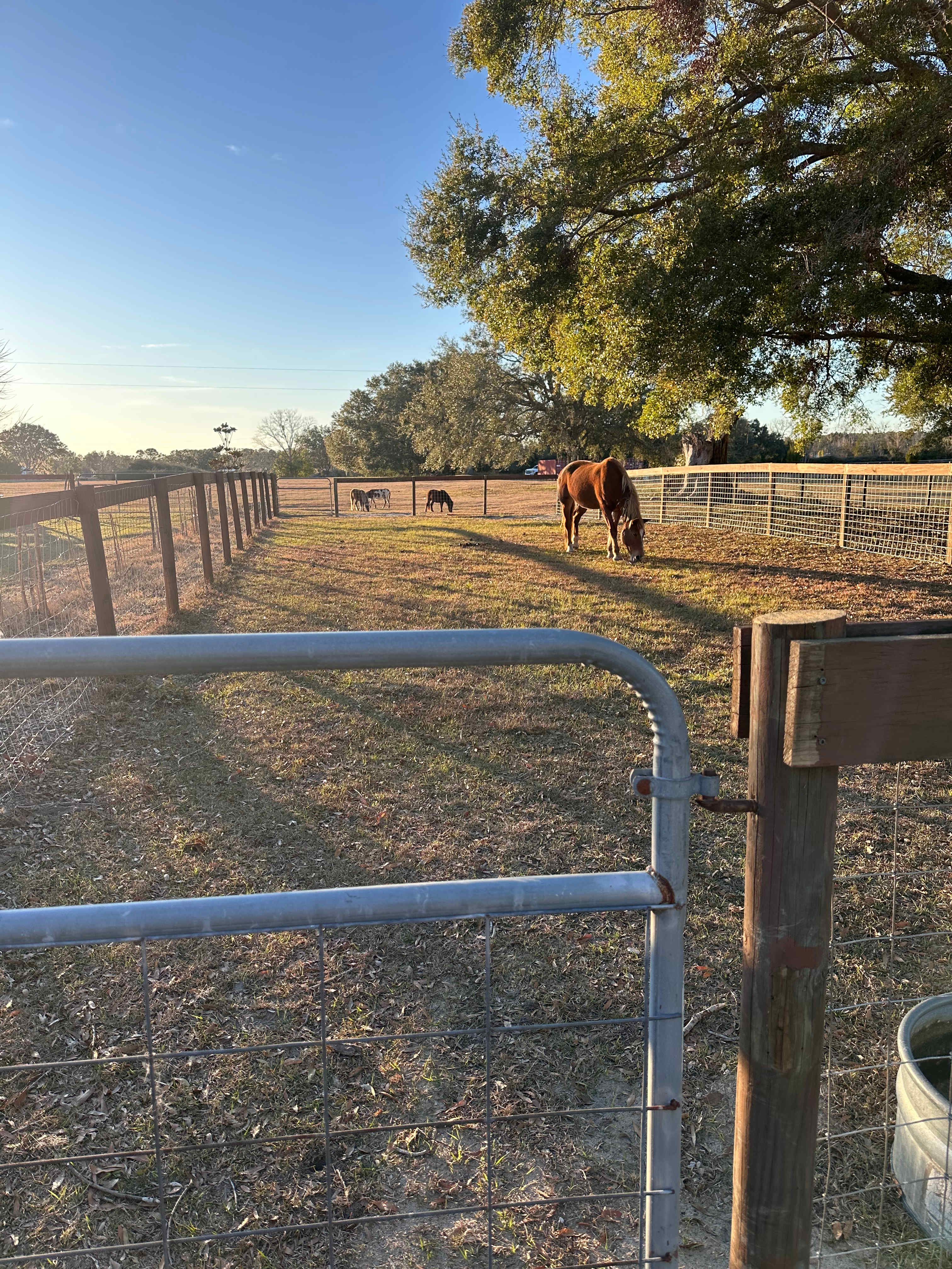 Grassy Springs Farm and Retreat