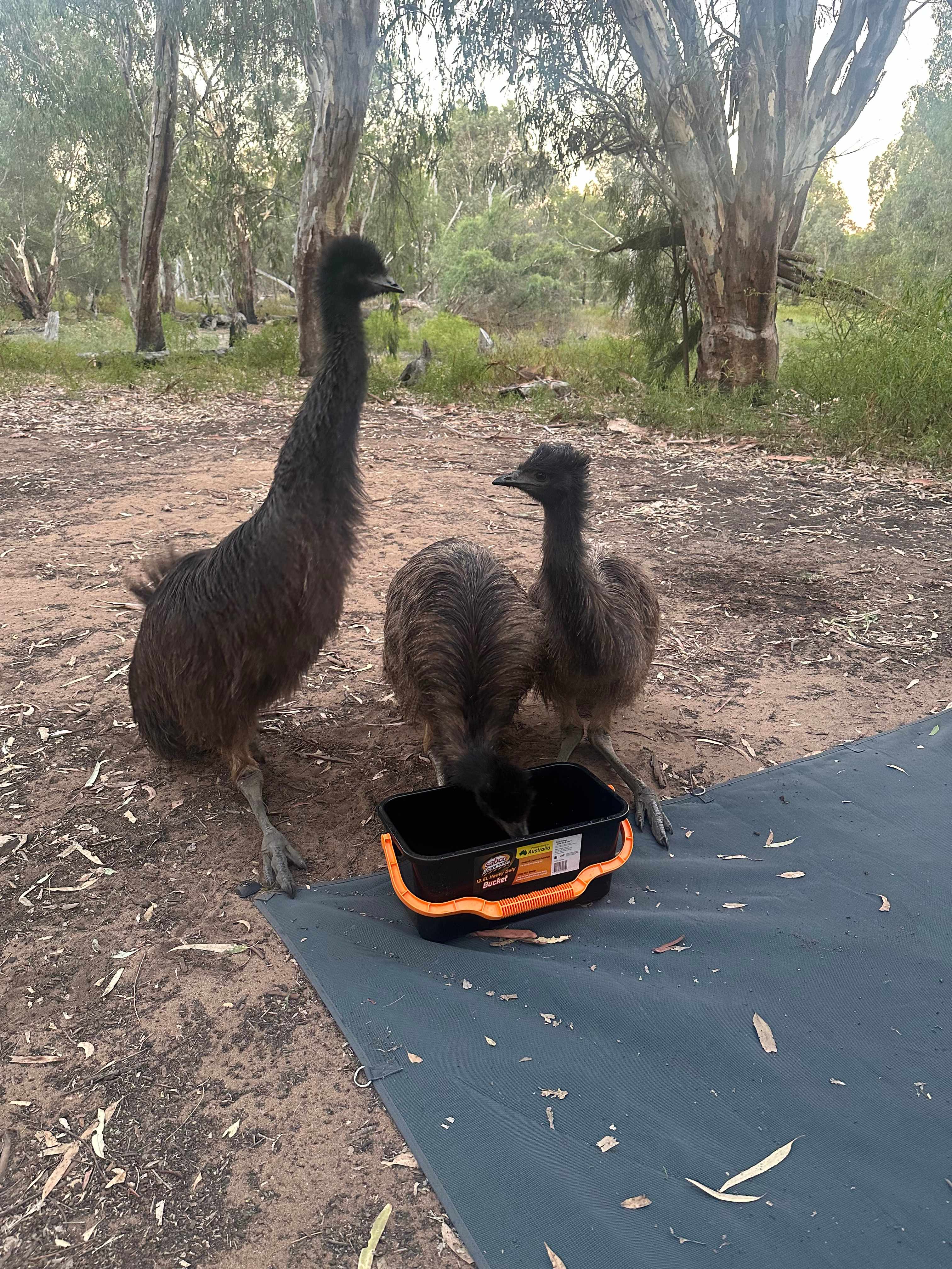 Sandalwoods by the lagoon