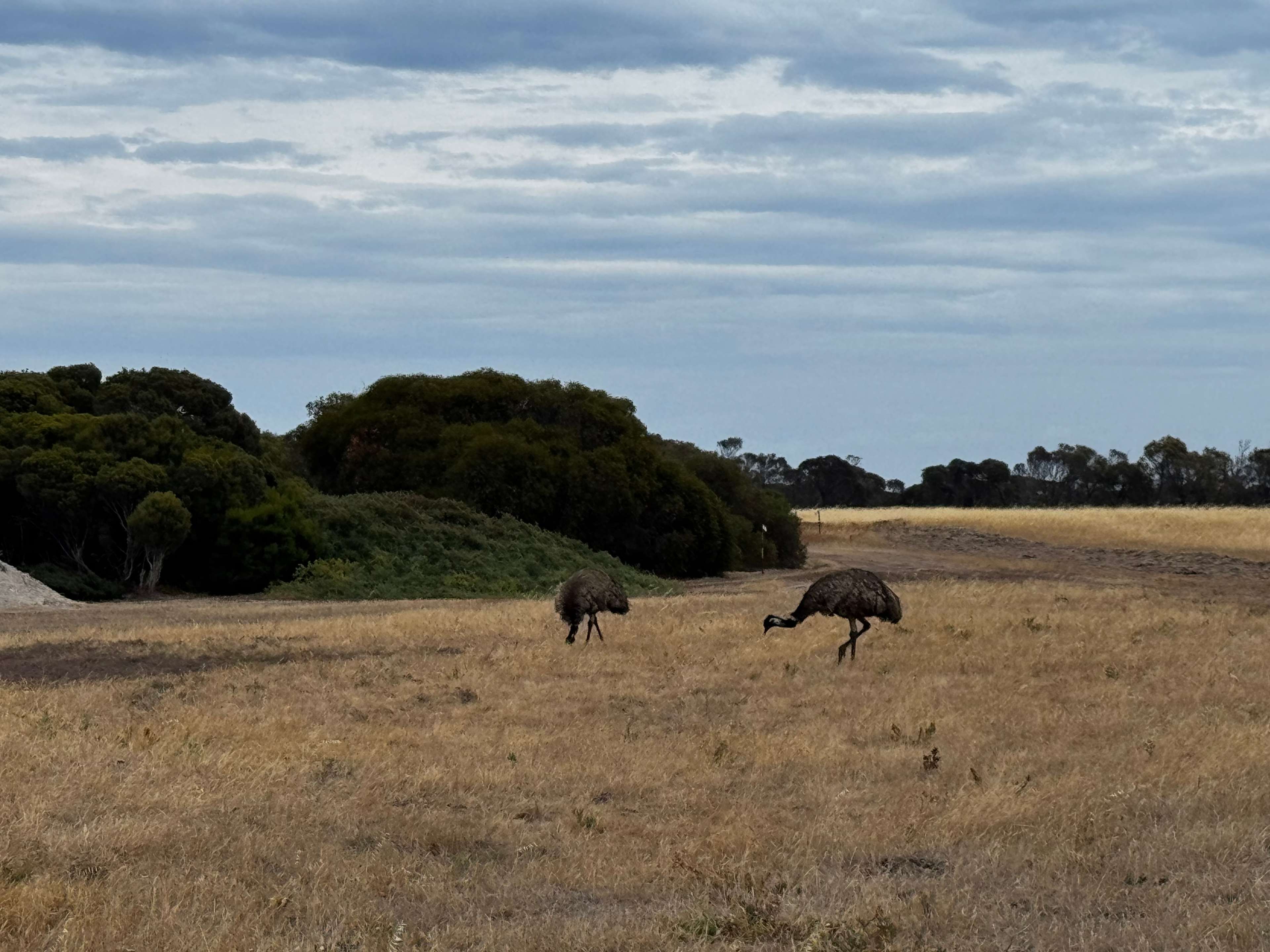 Marion Bay Bush Camping