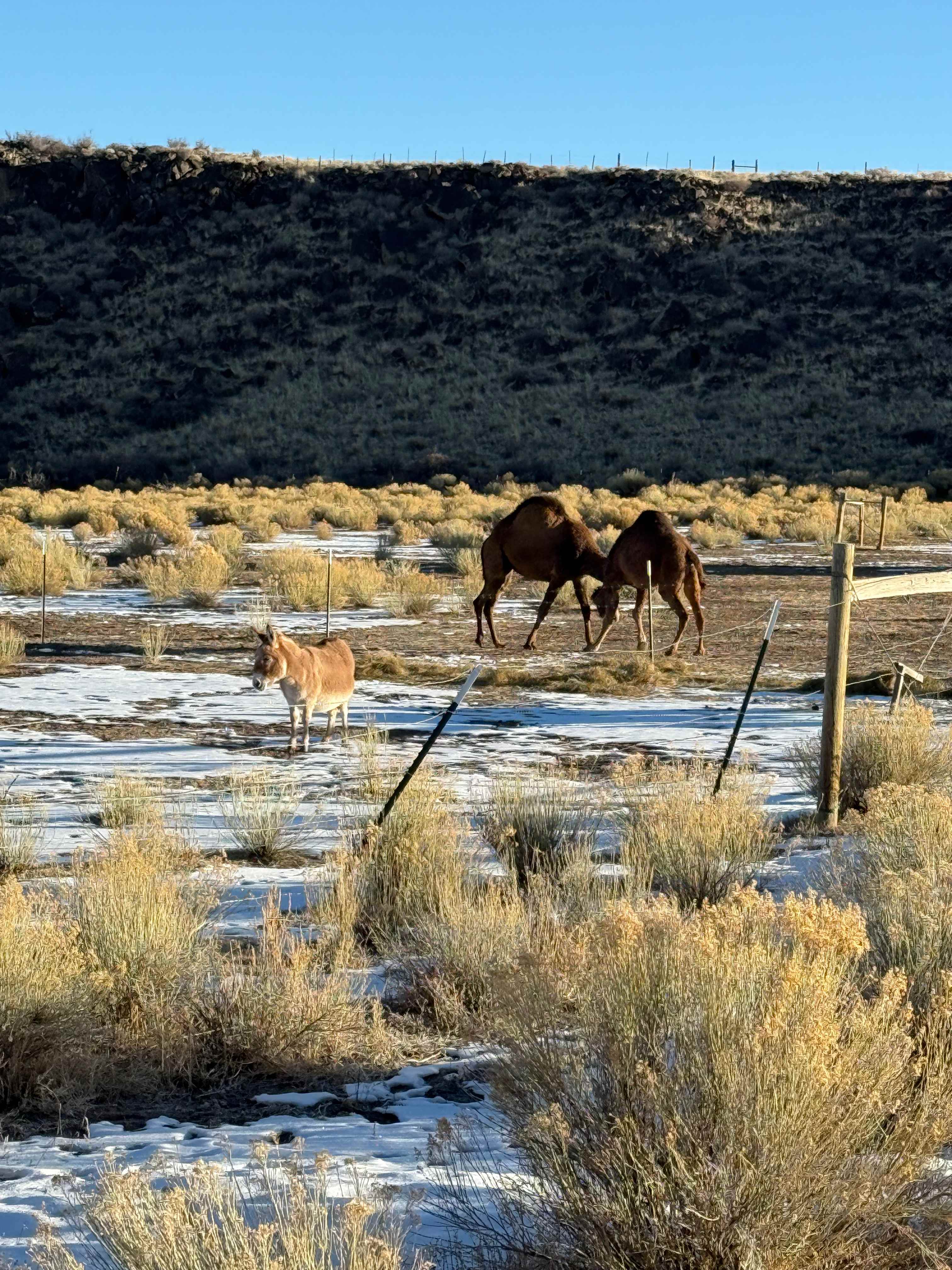 Mudita Camel's Yurt