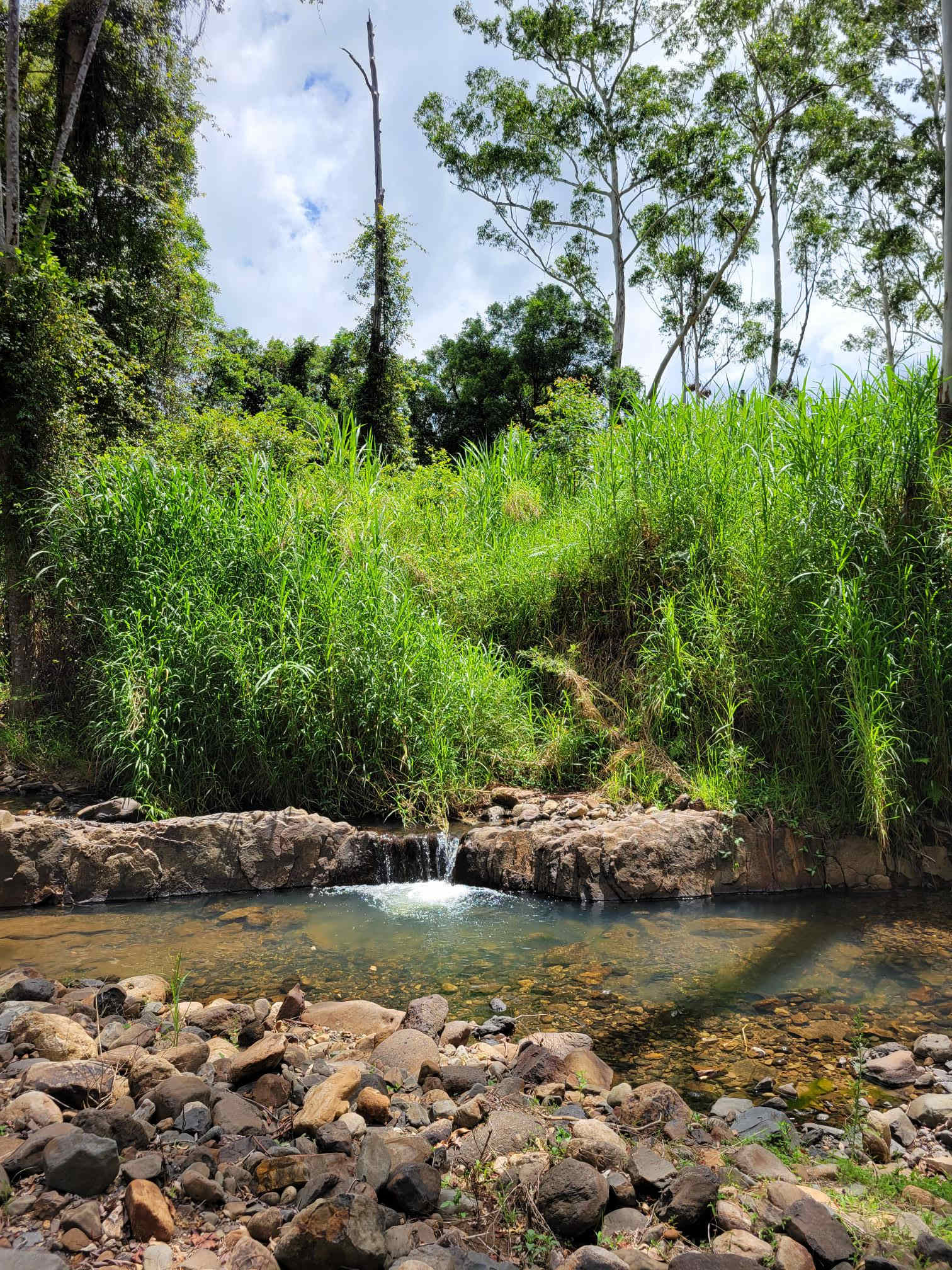 Tranquil Rainforest Retreat