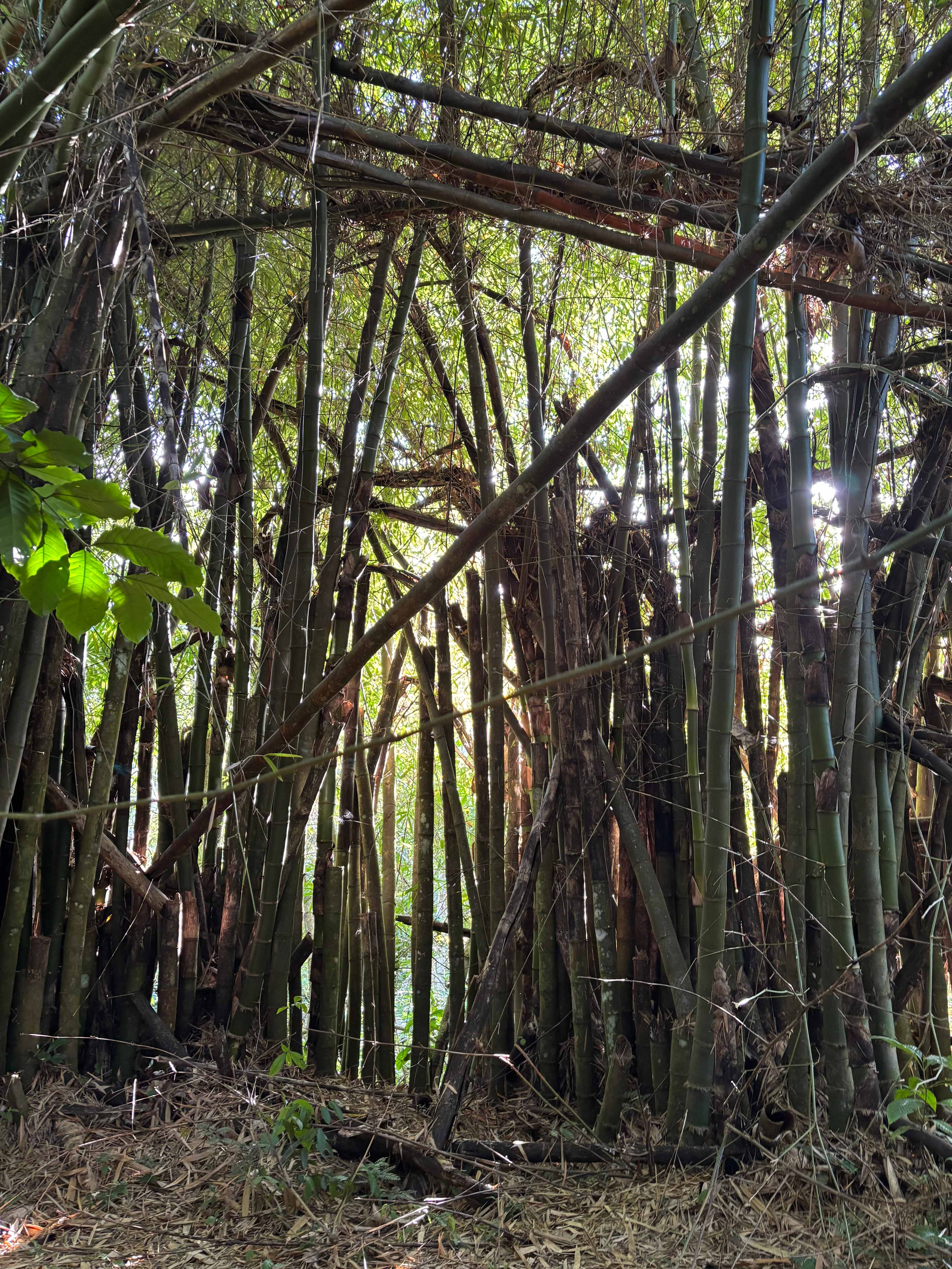 Finca Plato Indio