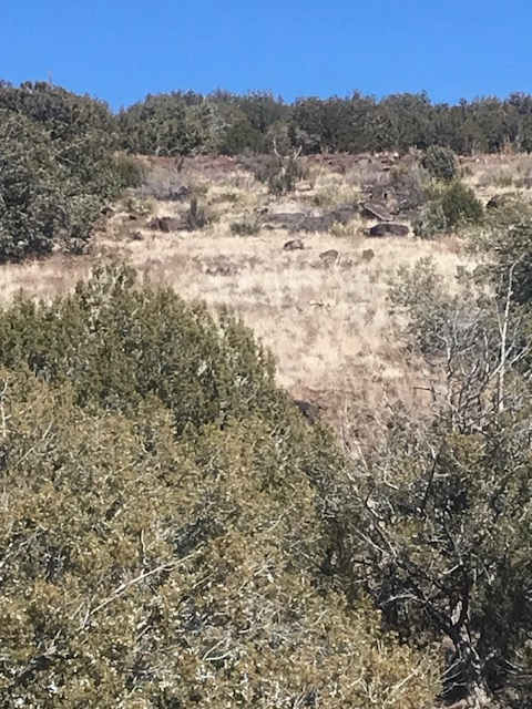 Juniper trees, wildlife and blue skies.