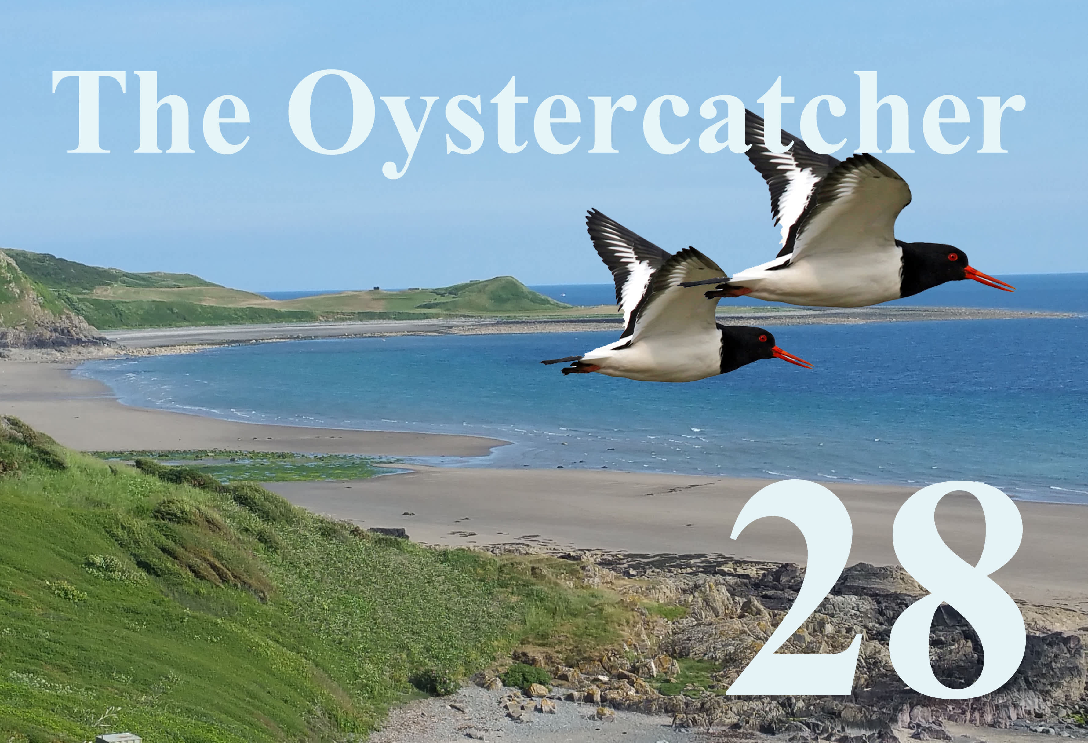 Oystercatcher Caravan