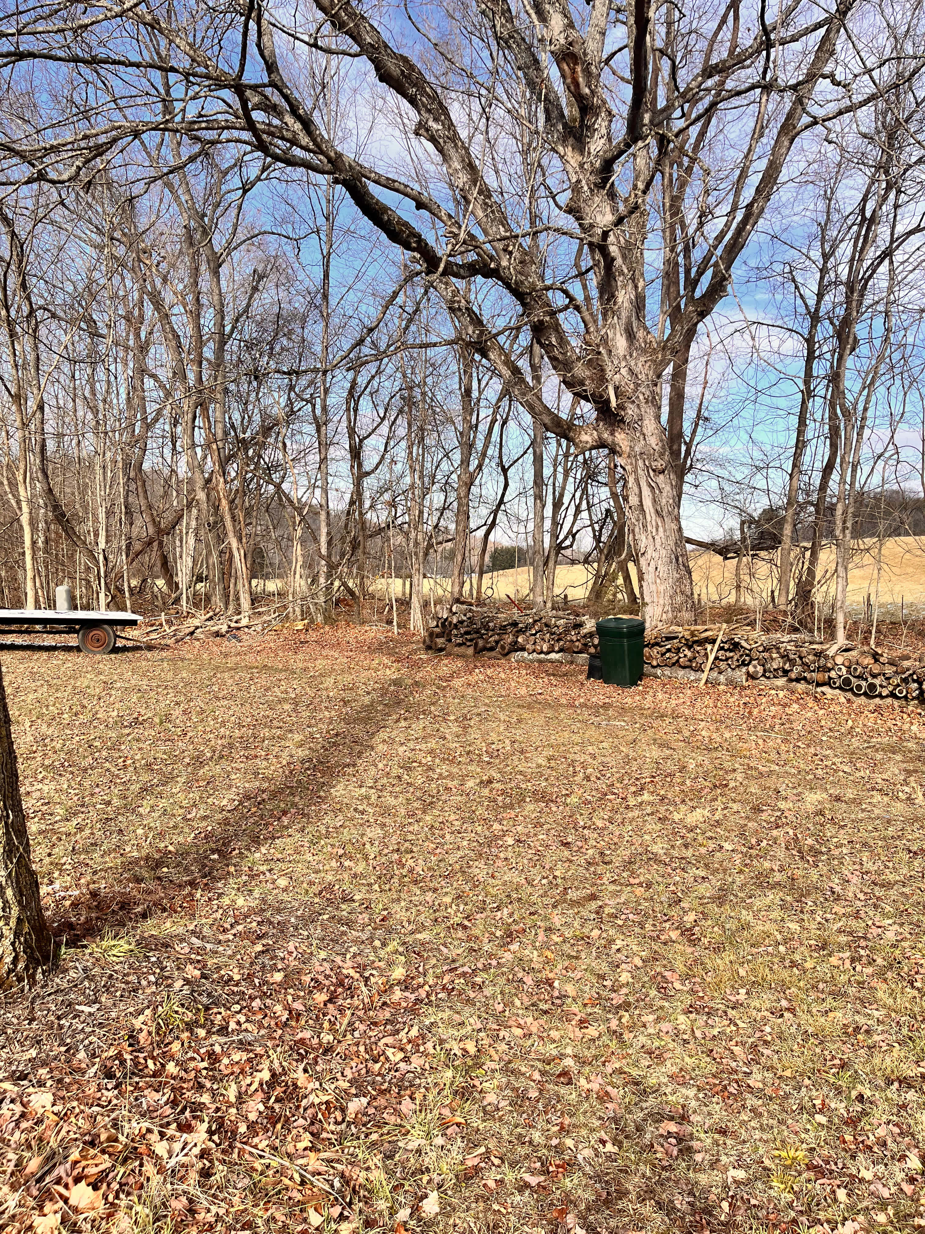 This site is between the creek & a row of trees
