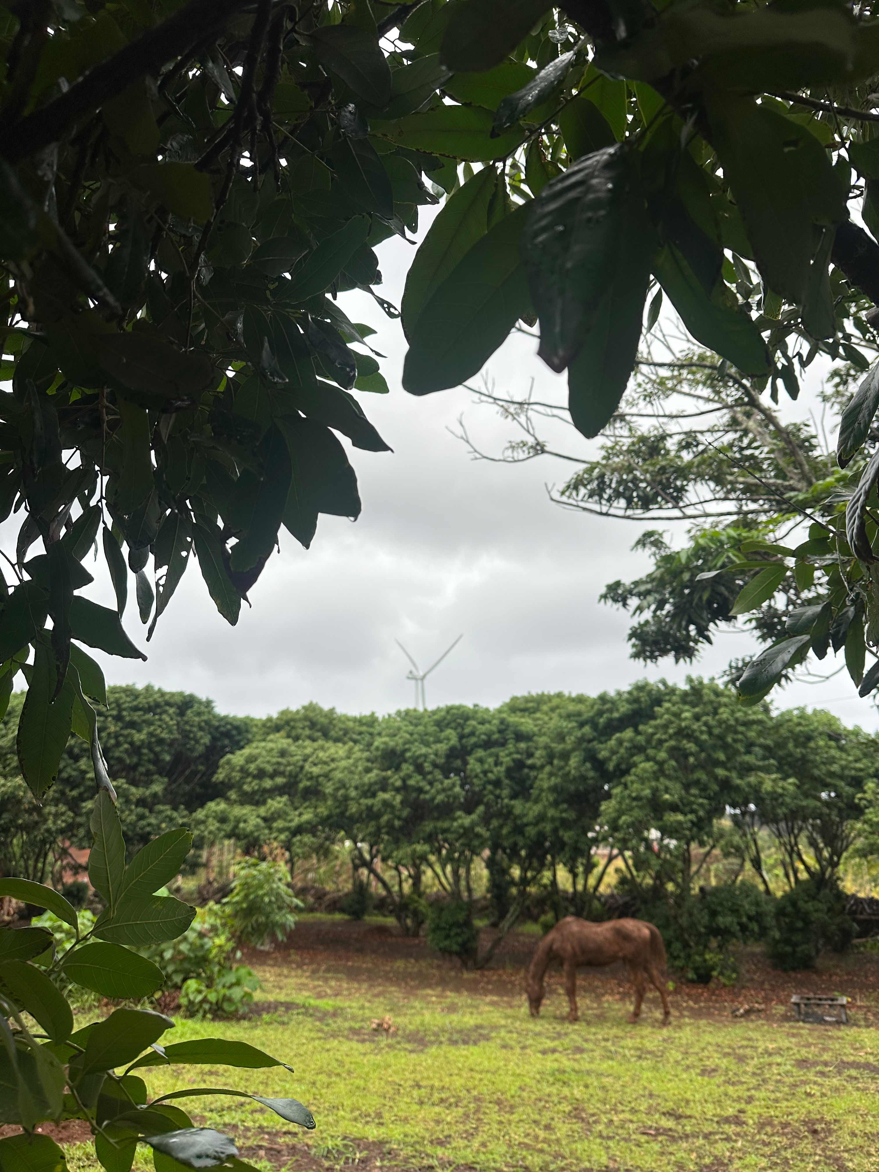 Charming Kahuku camp