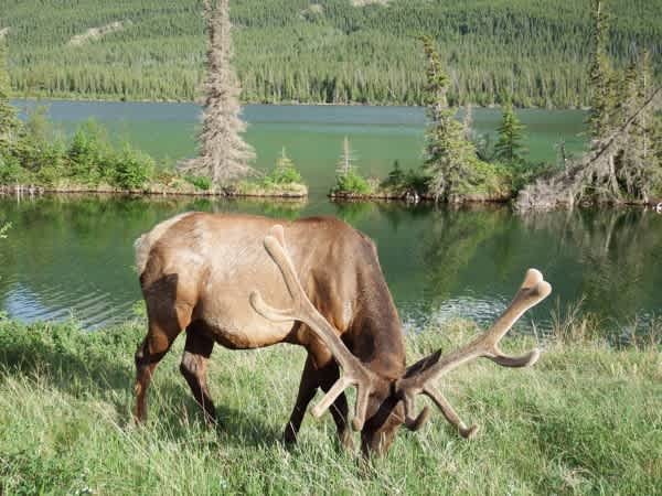 Jasper Gates Resort and RV