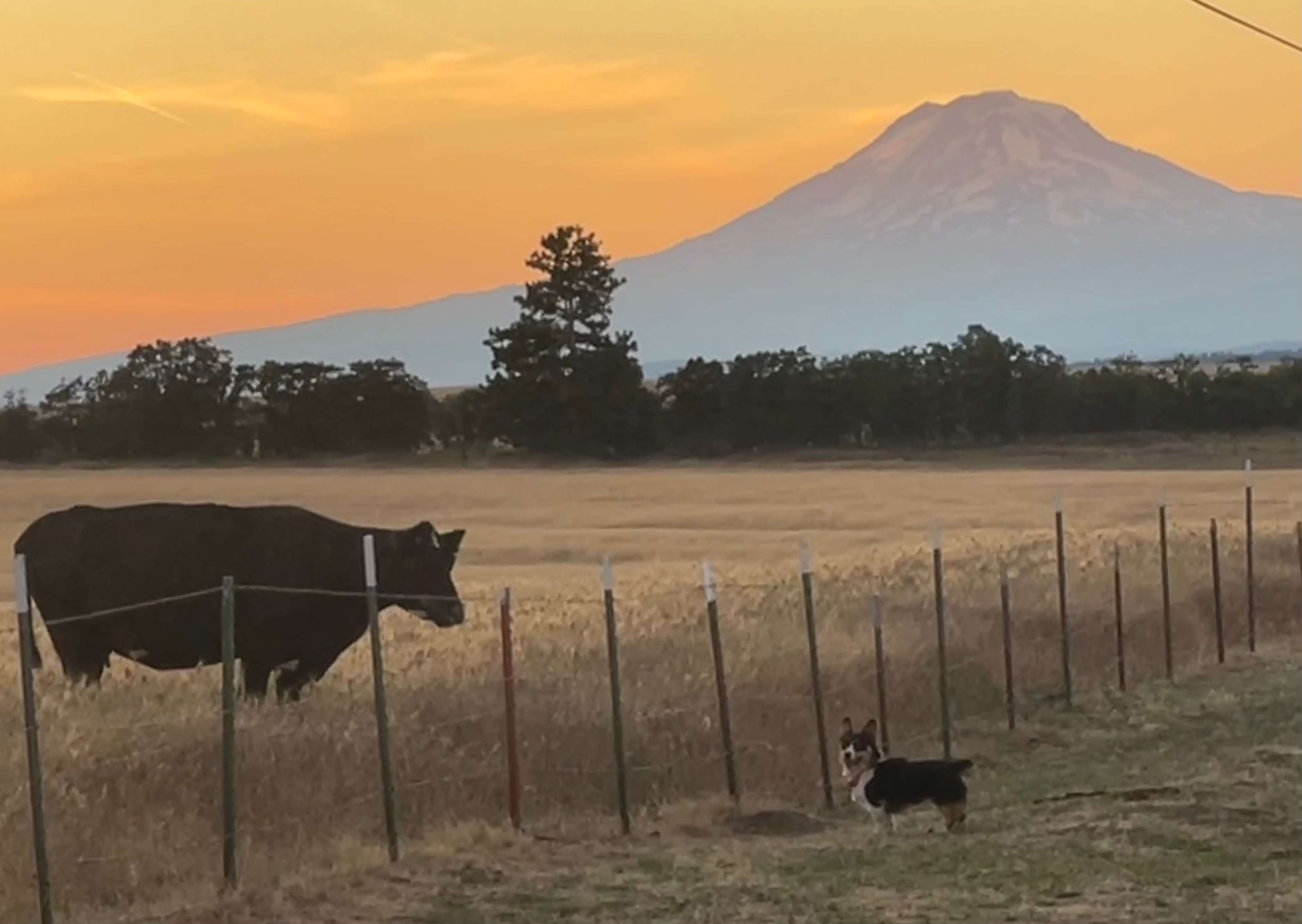 Mt. Hood at dusk. Chief hanging out with the cows!