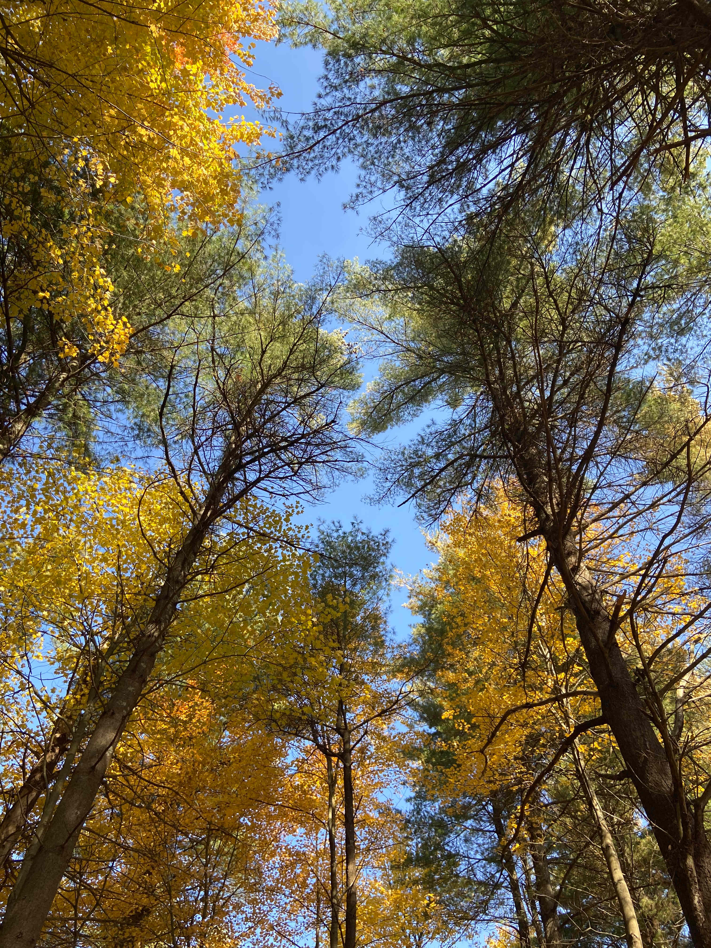 Serene Escape at Strange Wood Park