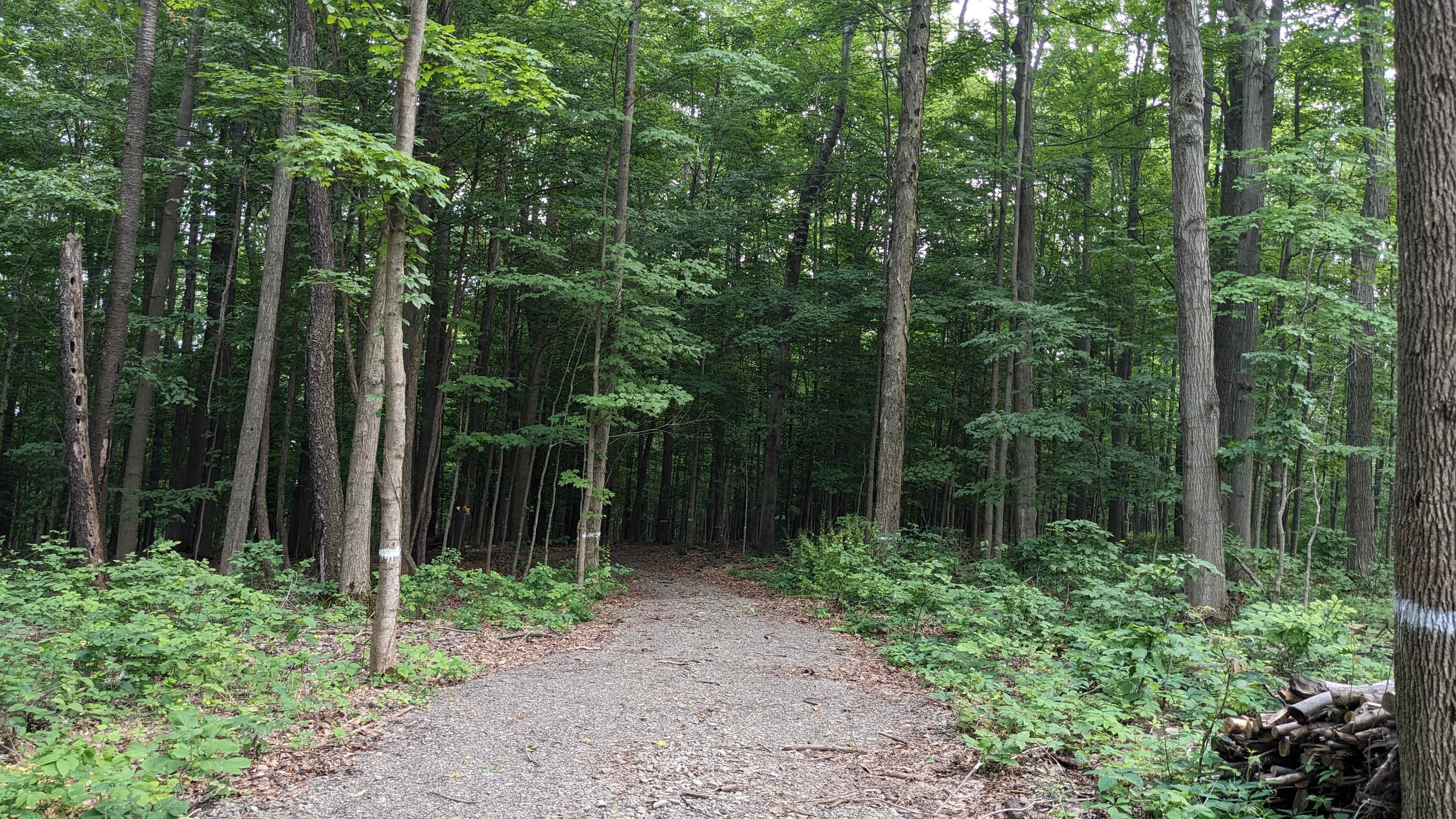 HARVEY HILL CAMP
