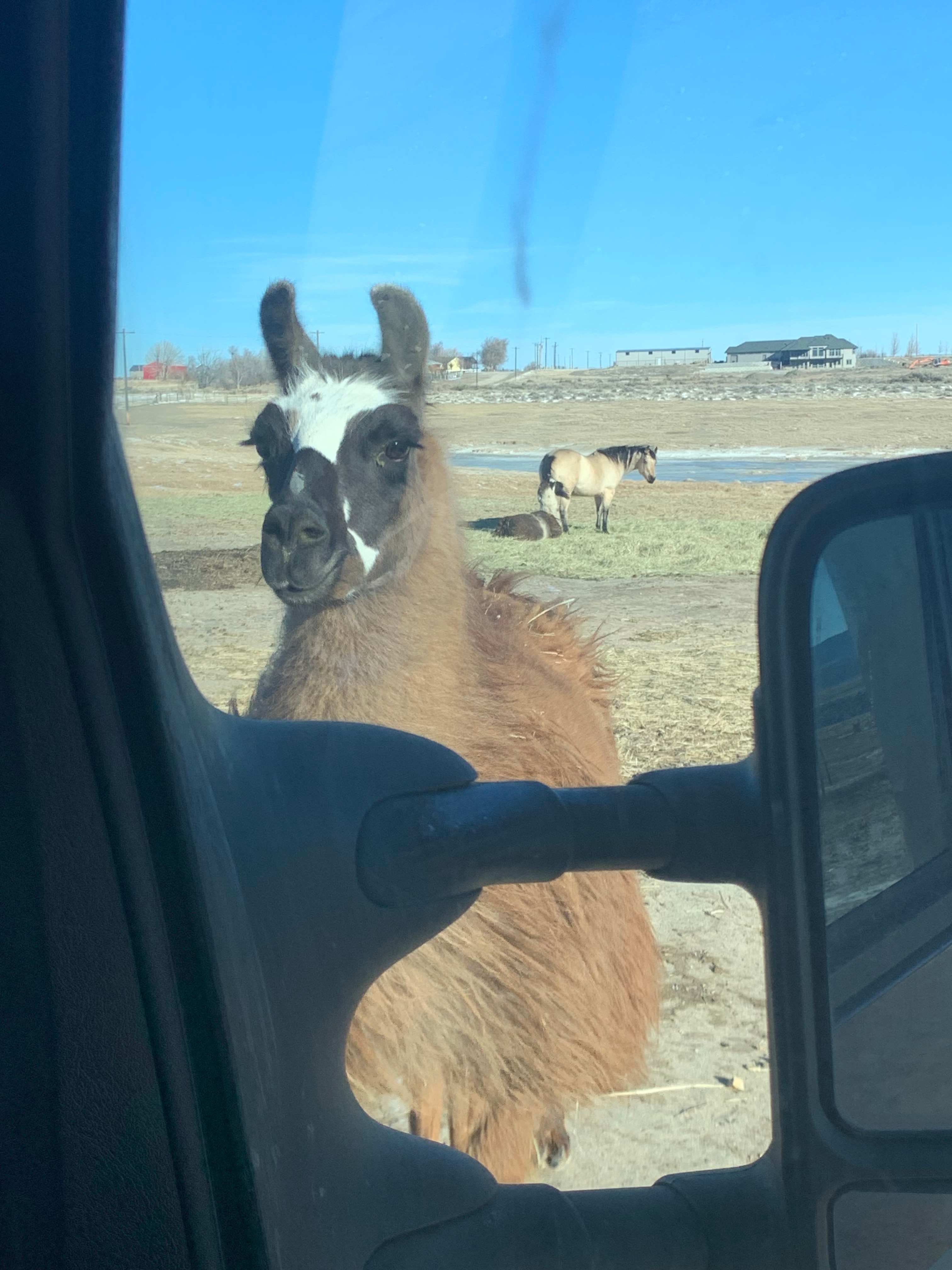 Cloud Peak Llama and alpaca ranch