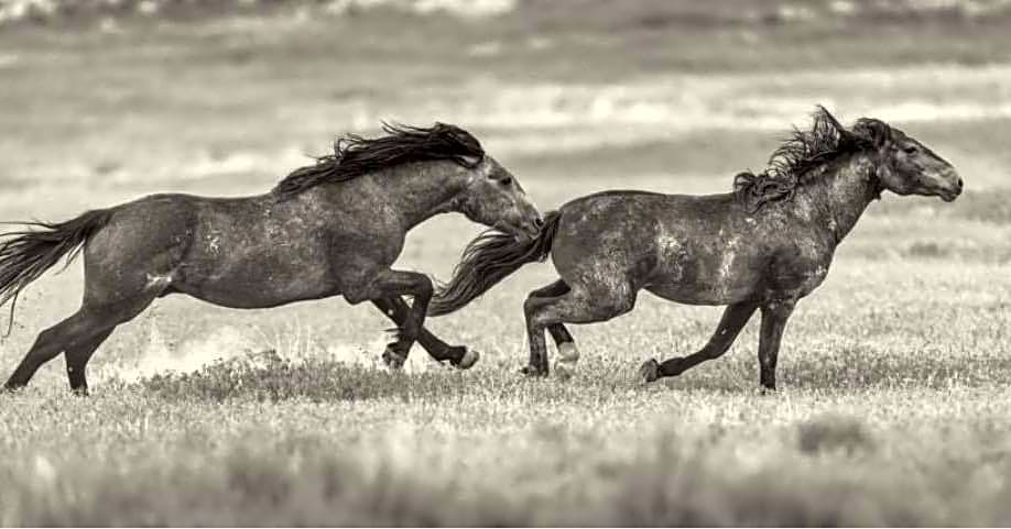 Wild Horse RV Park