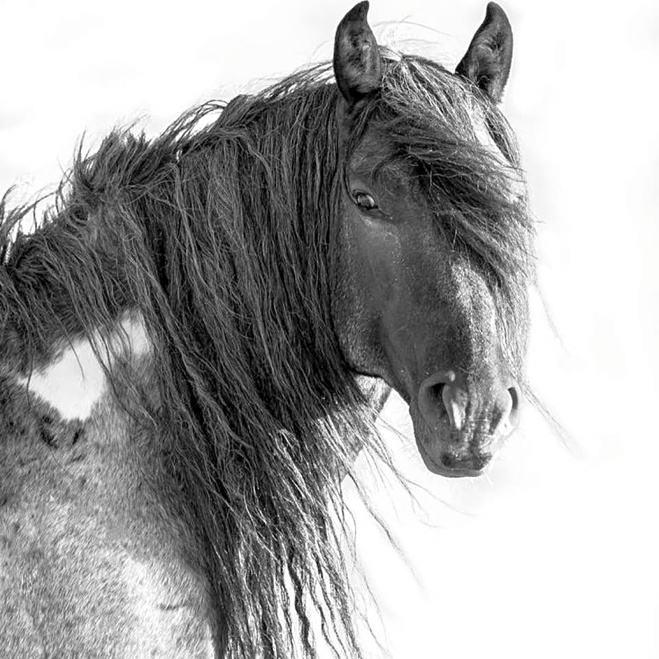 Wild Horse RV Park