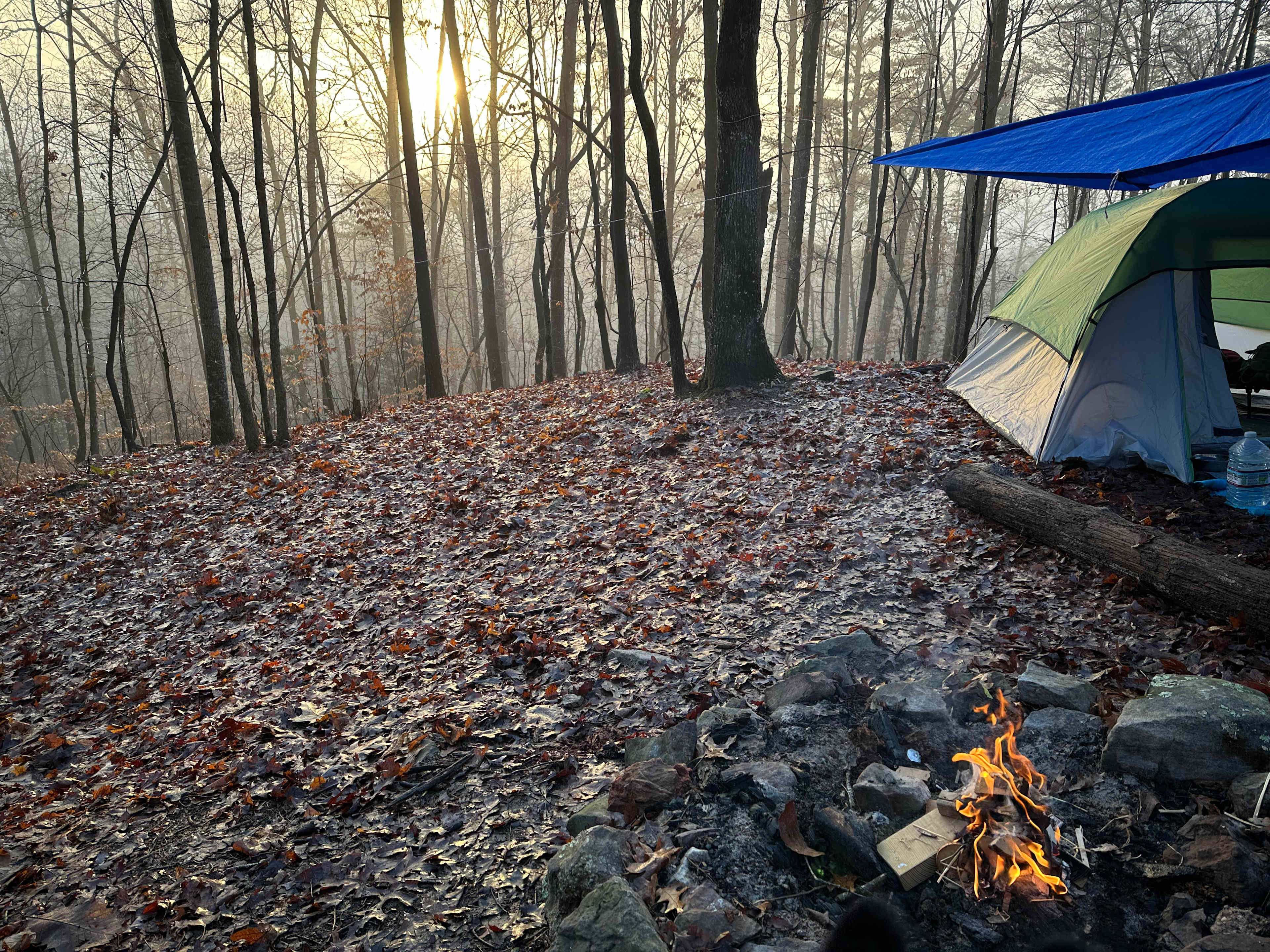 Forest at Sand Mountain