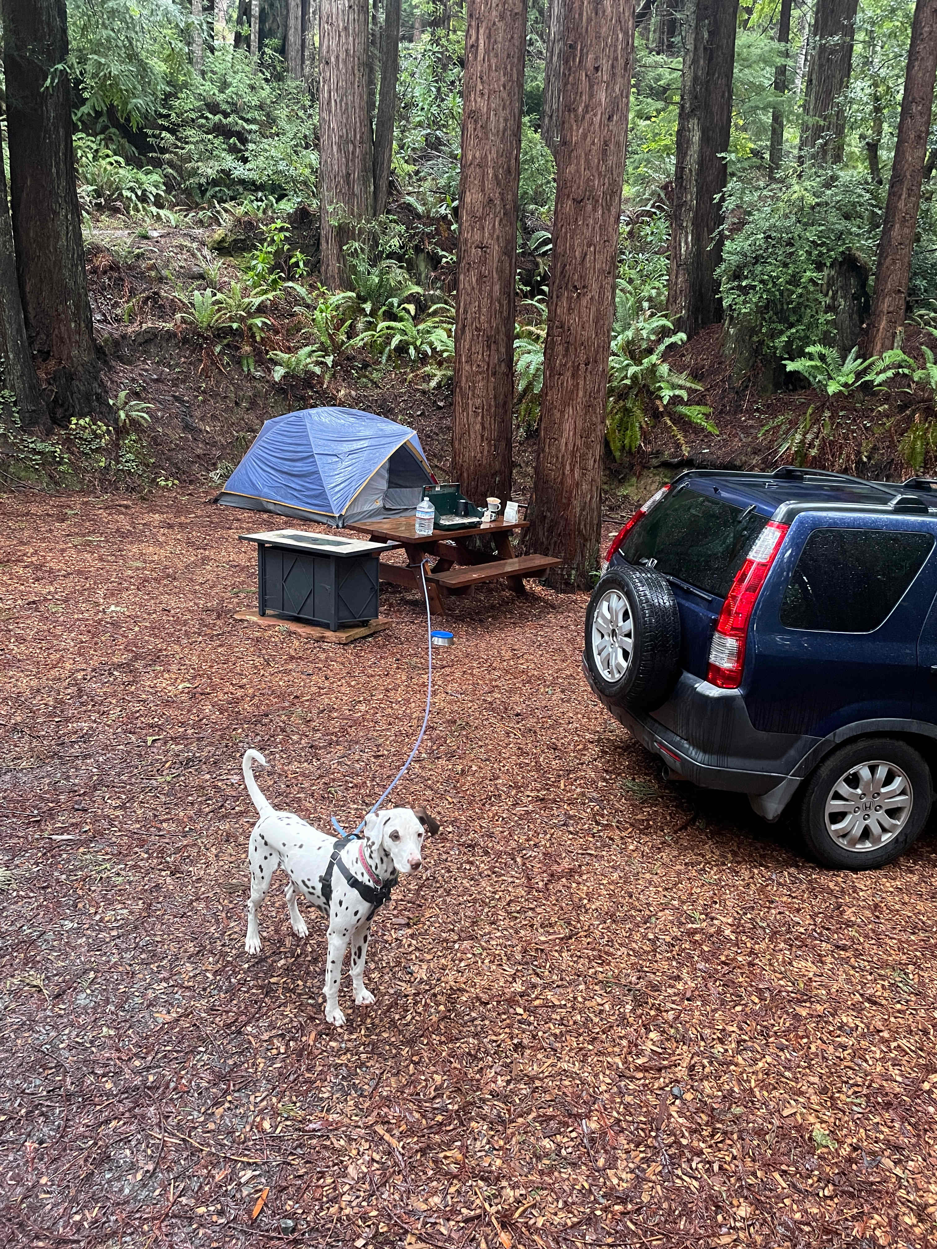 Whispering Redwood Creek