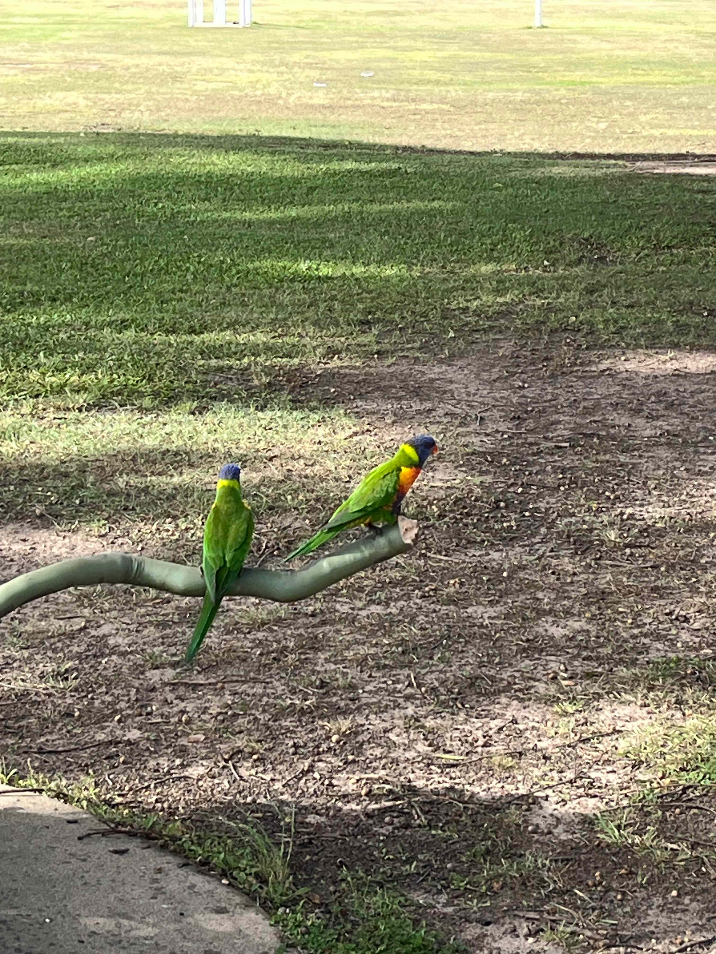 Susan River Homestead