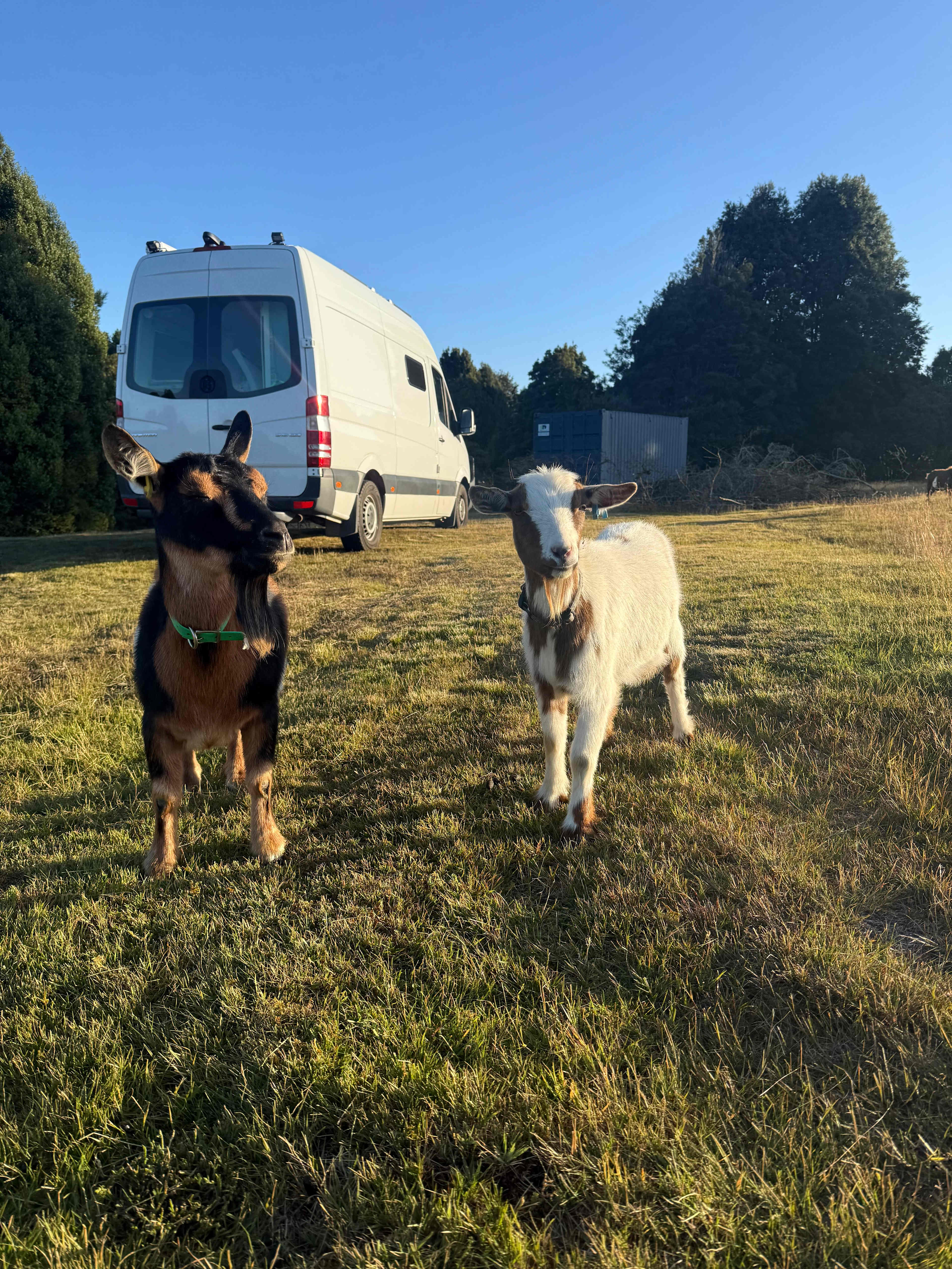 Waratah Alpaca and Pepperberry Farm