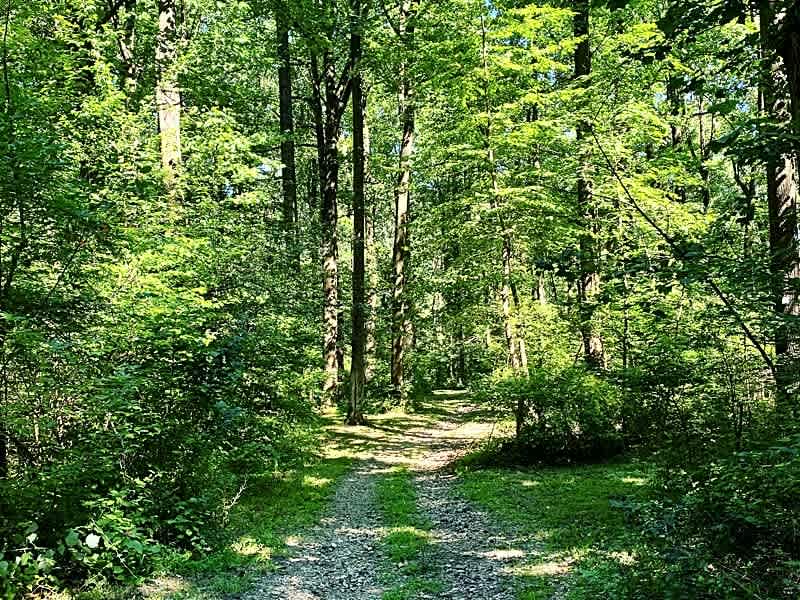Jugtown Mountain Campsites