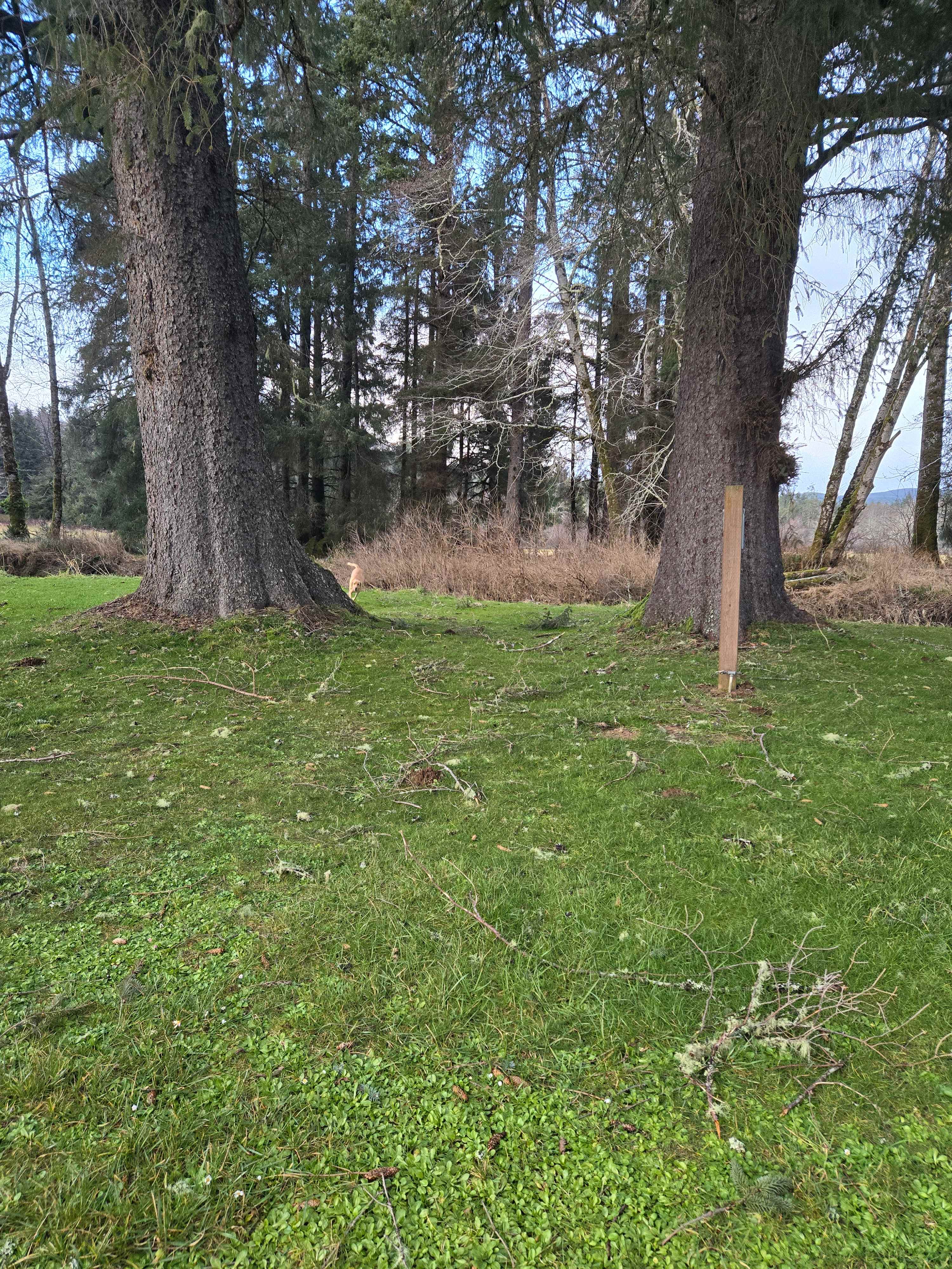 Williams Park campground