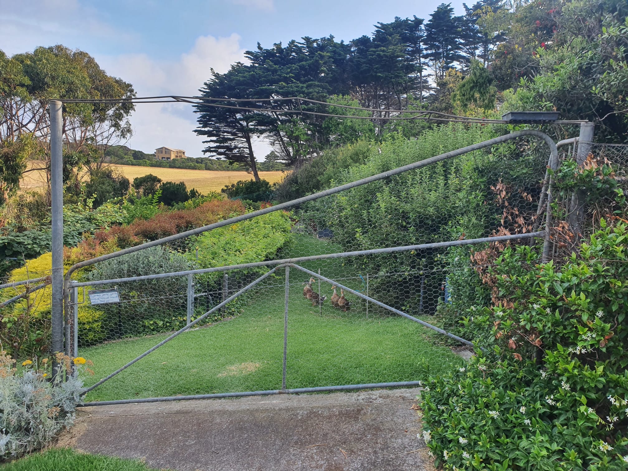 Food Forest and Ducks