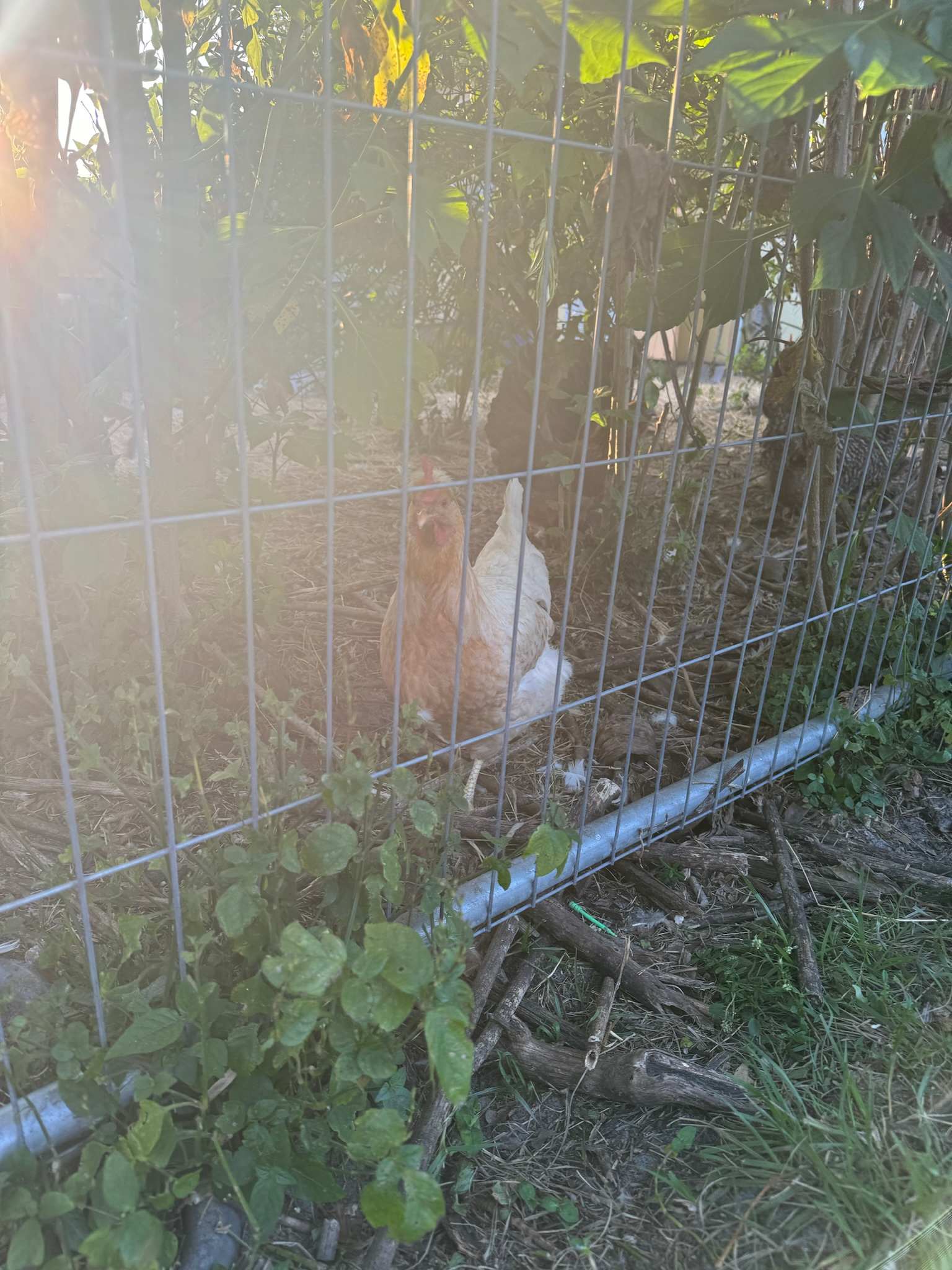 Joyful Cedar Farm