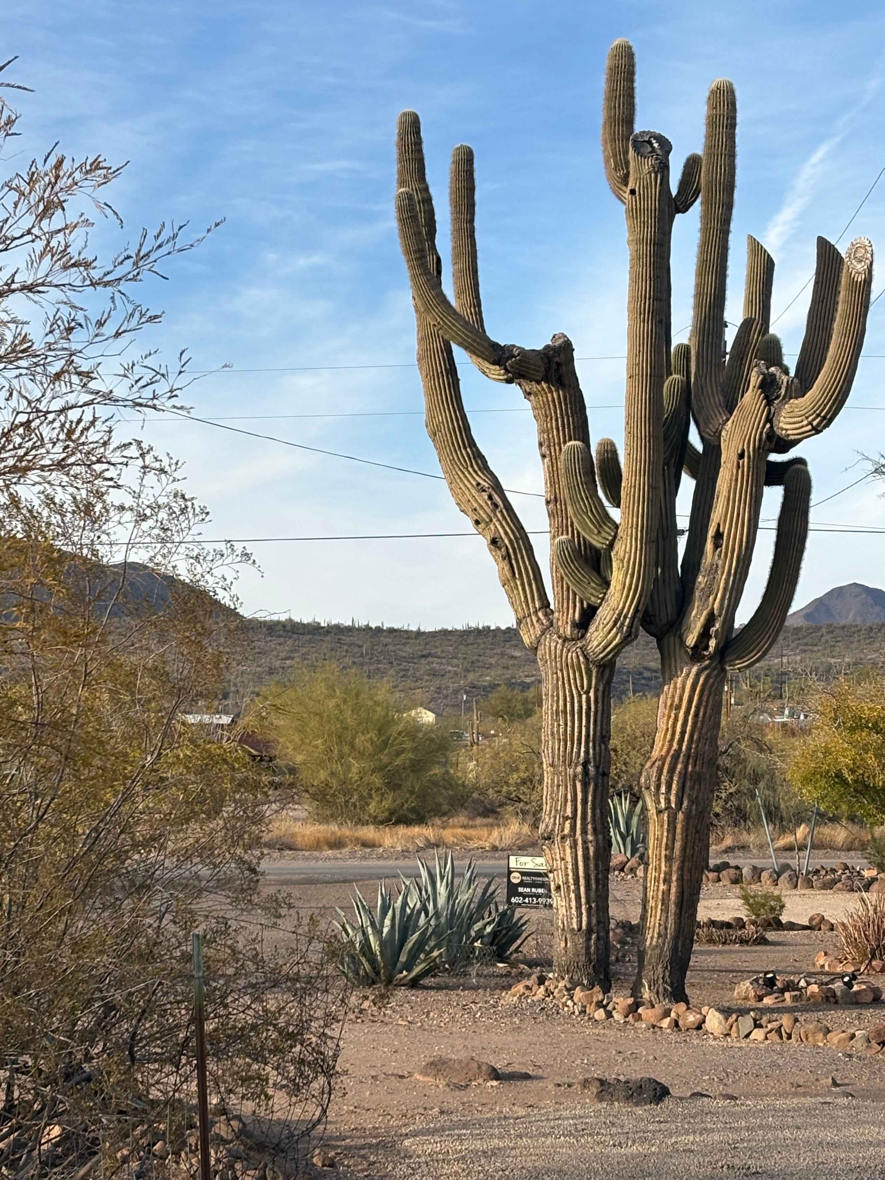 Saguaro Forrest @ Dragonfly Ranch