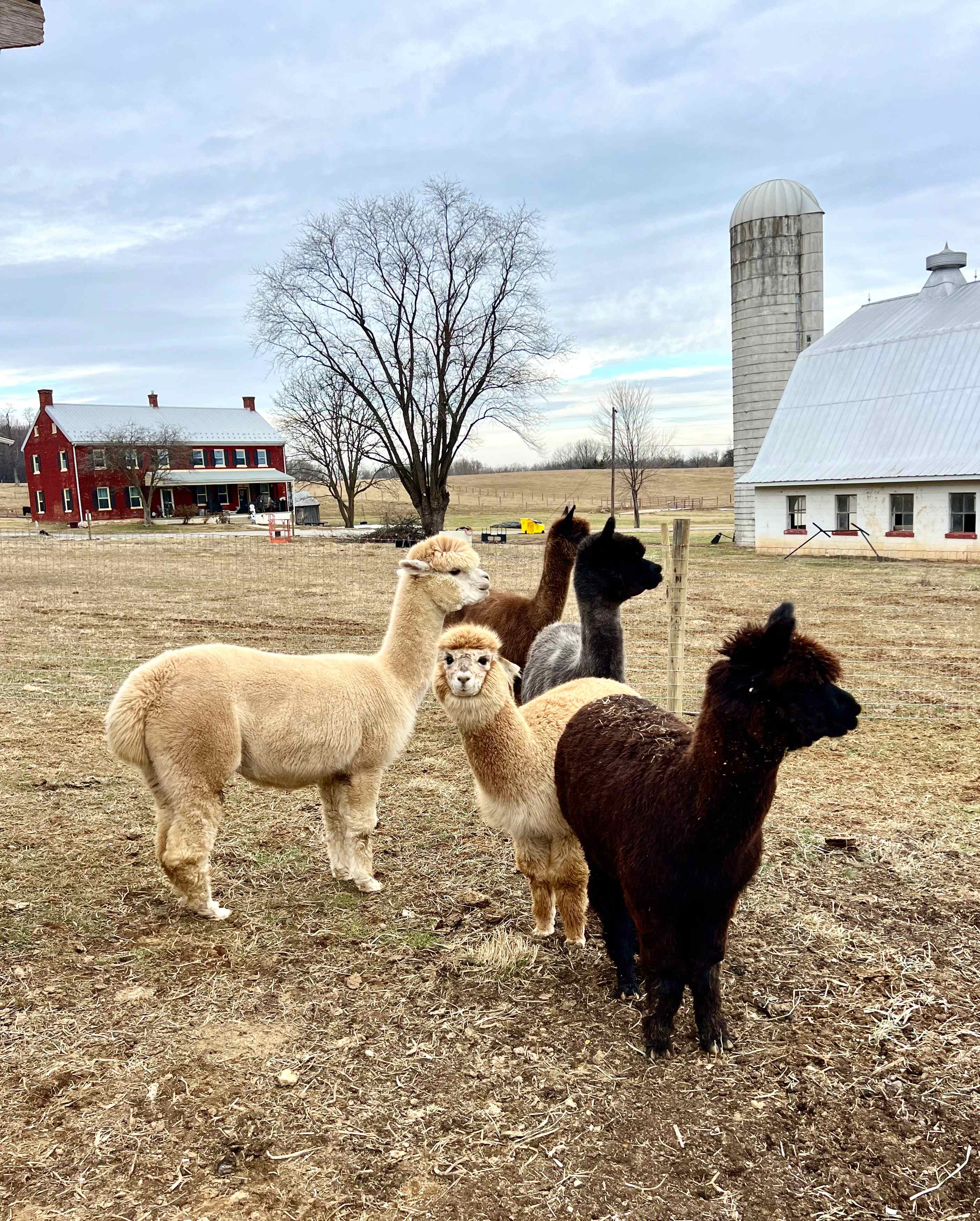Happy Heart Highlands and Alpacas
