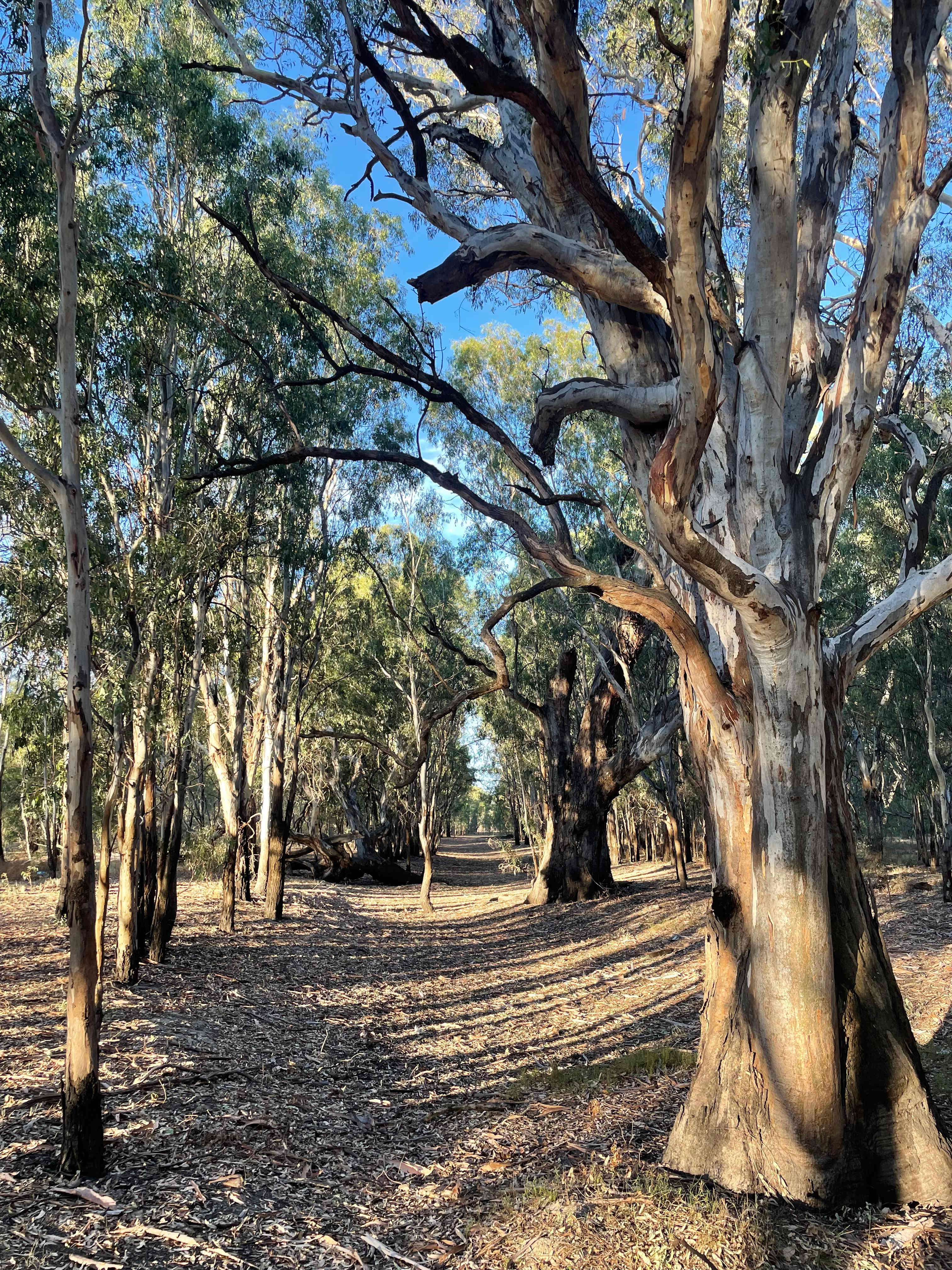 The Paddock at Ulupna