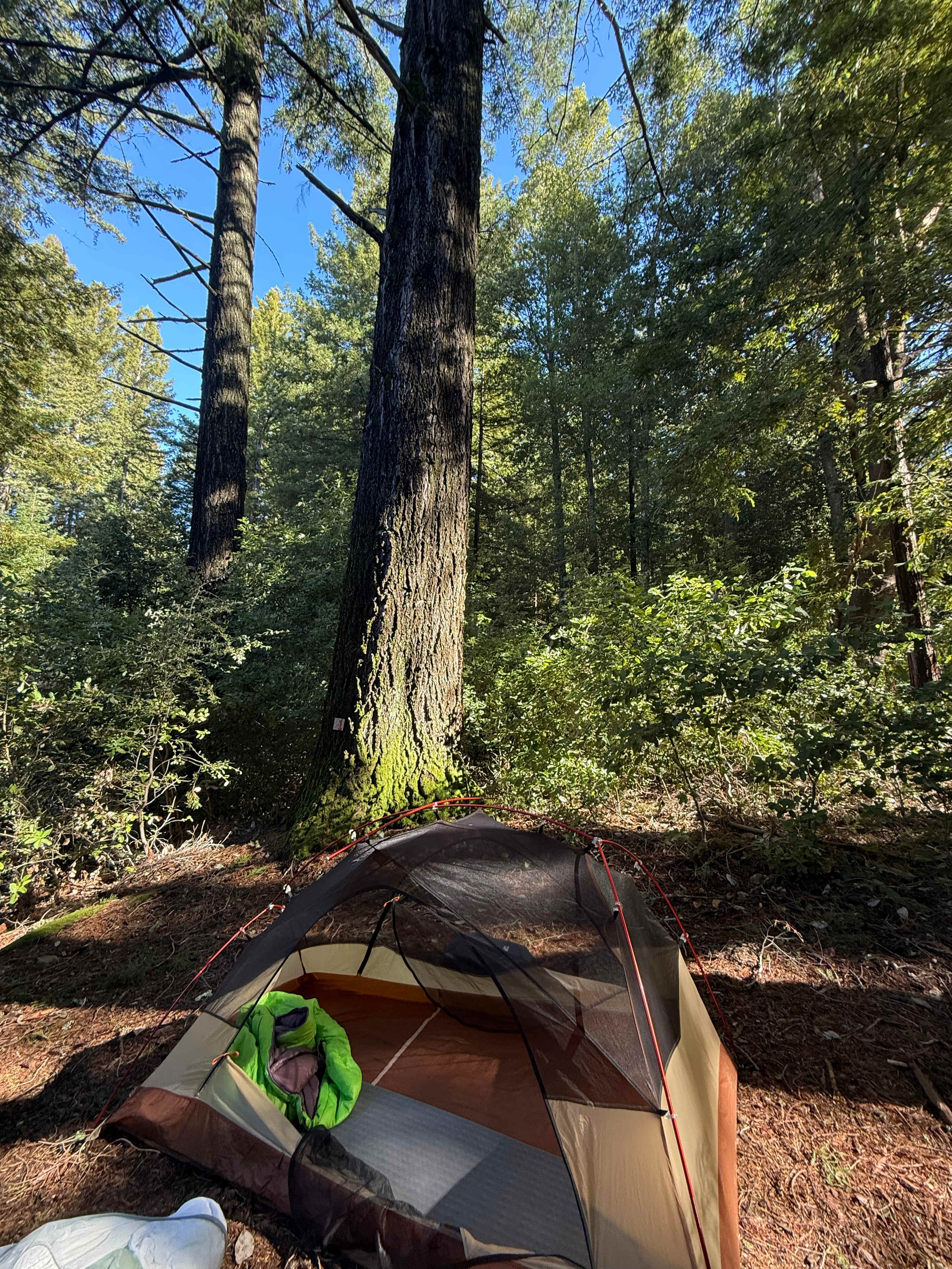 Redwood Paradise Camping