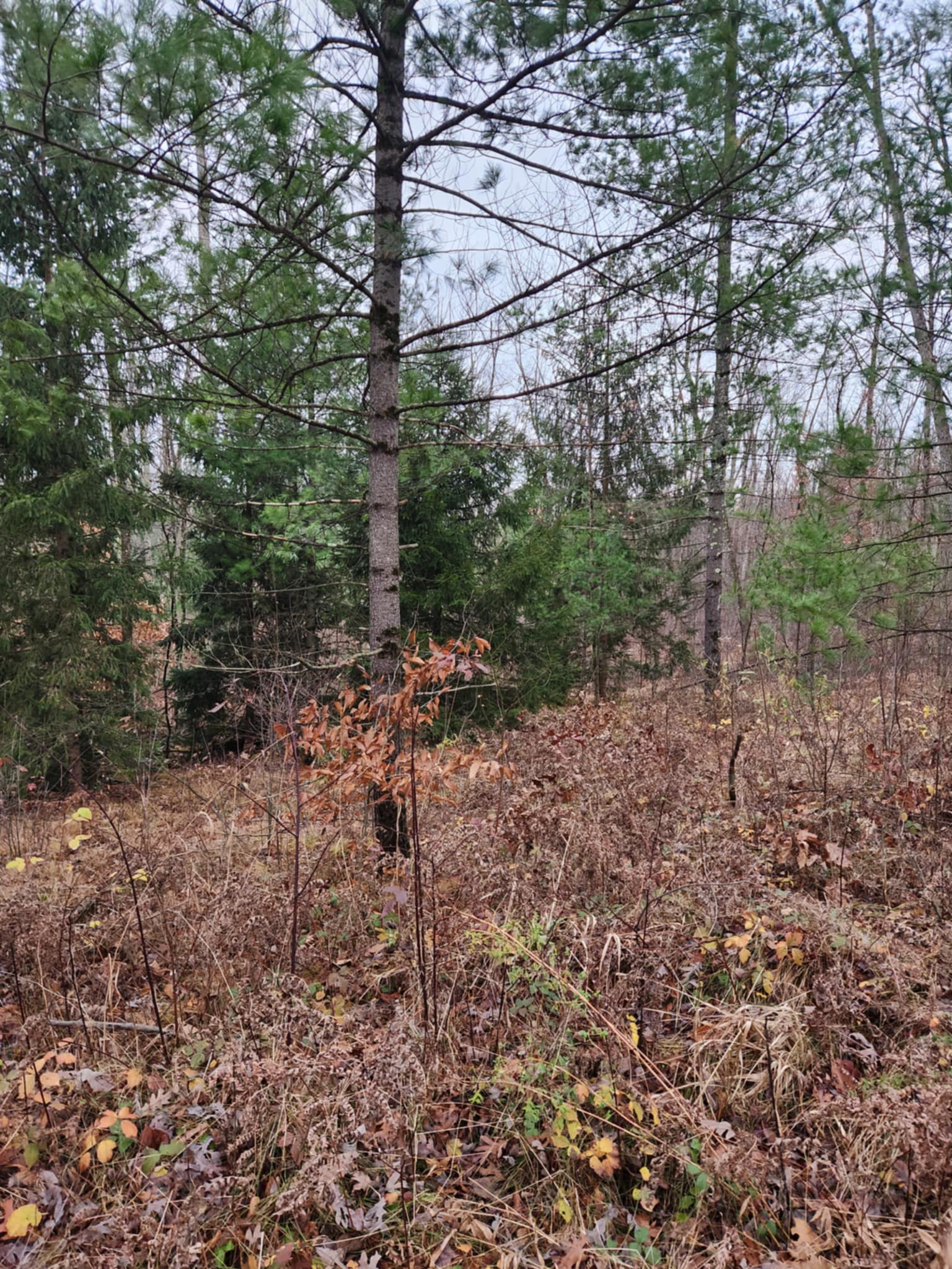 Brooks Creek Camp