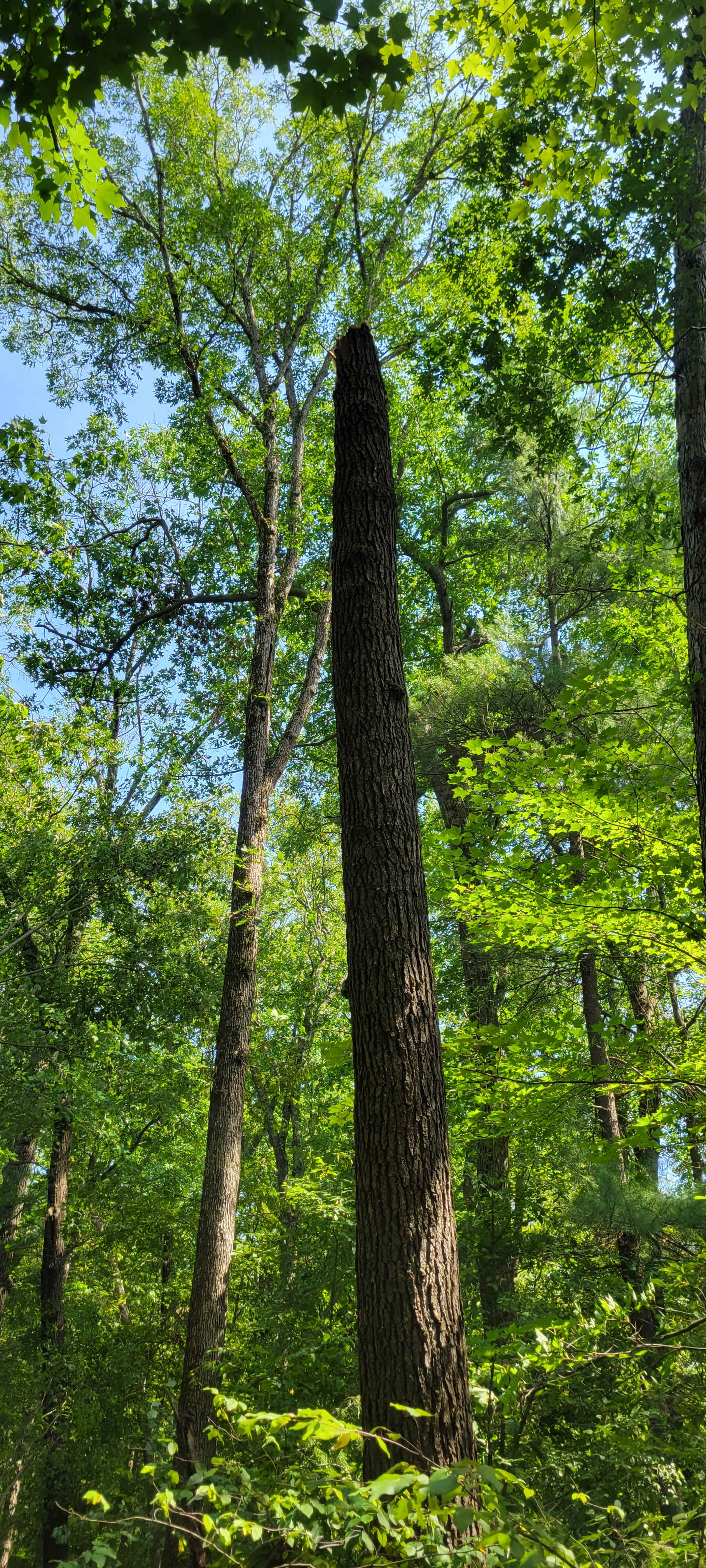 Brooks Creek Camp